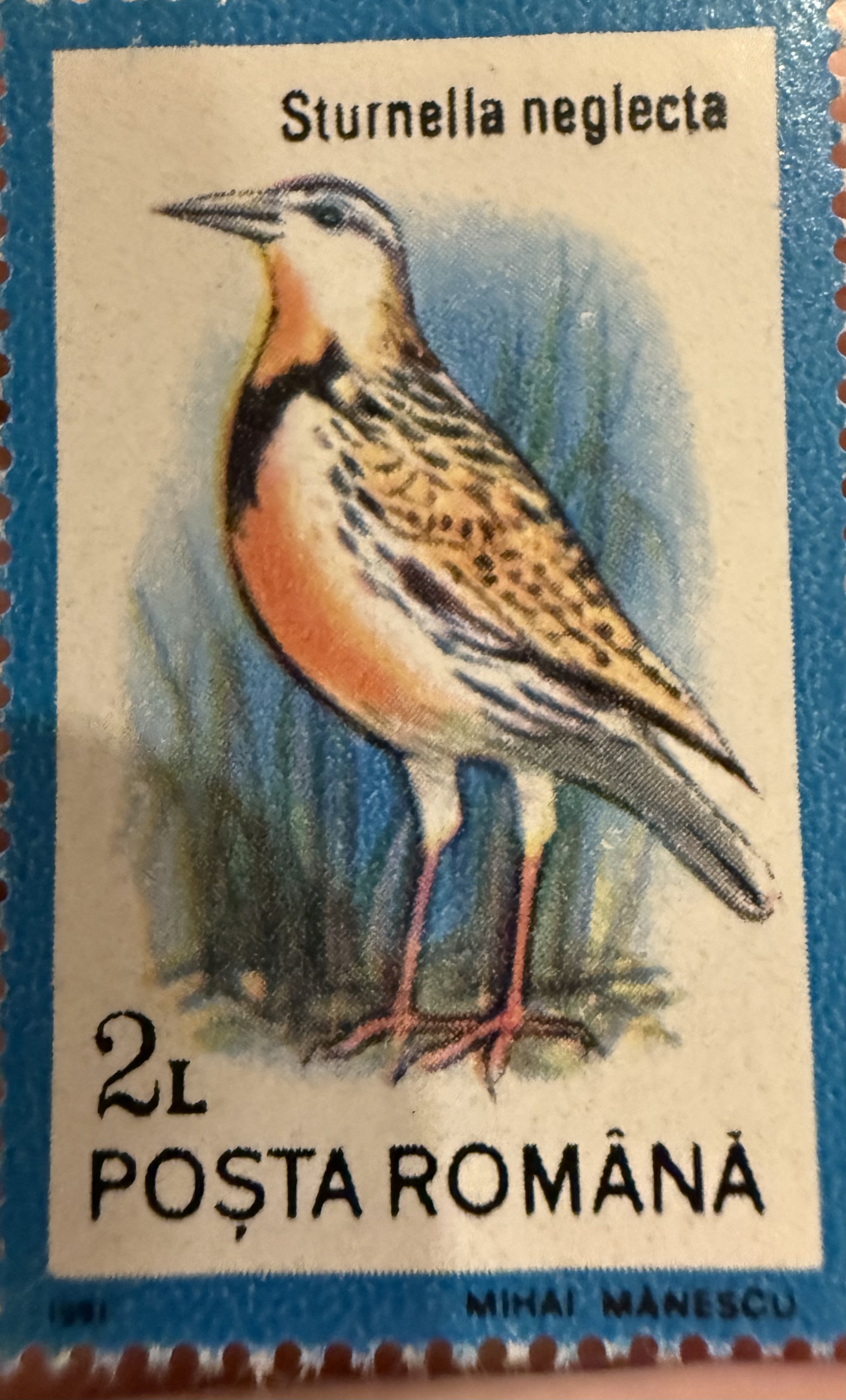 Western Meadowlark (Romania)