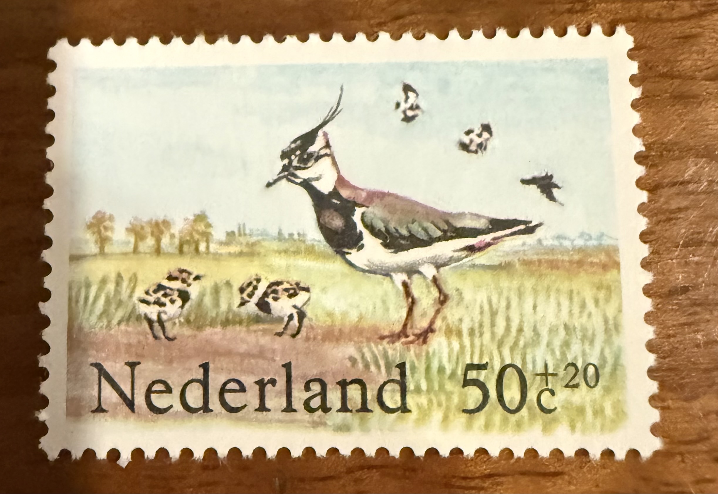 Northern Lapwing