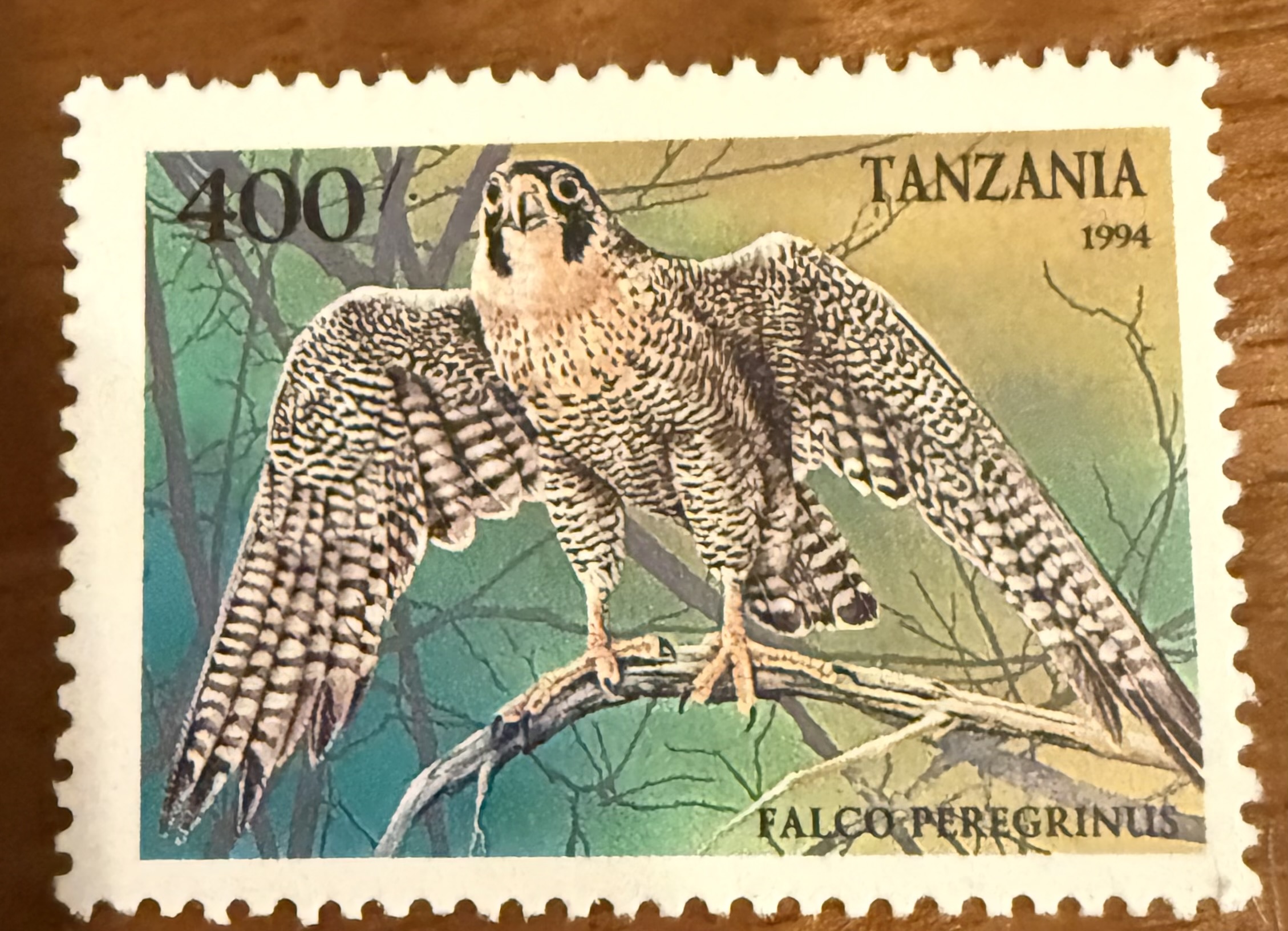 Peregrine Falcon (Tanzania)