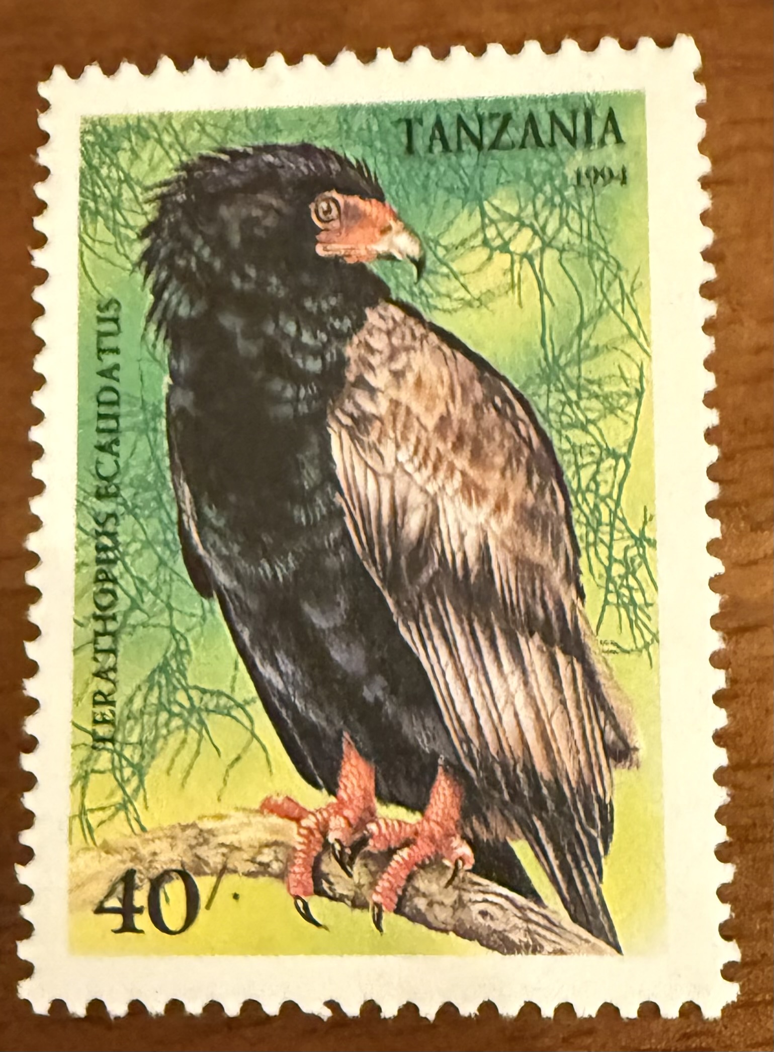 Bateleur Eagke