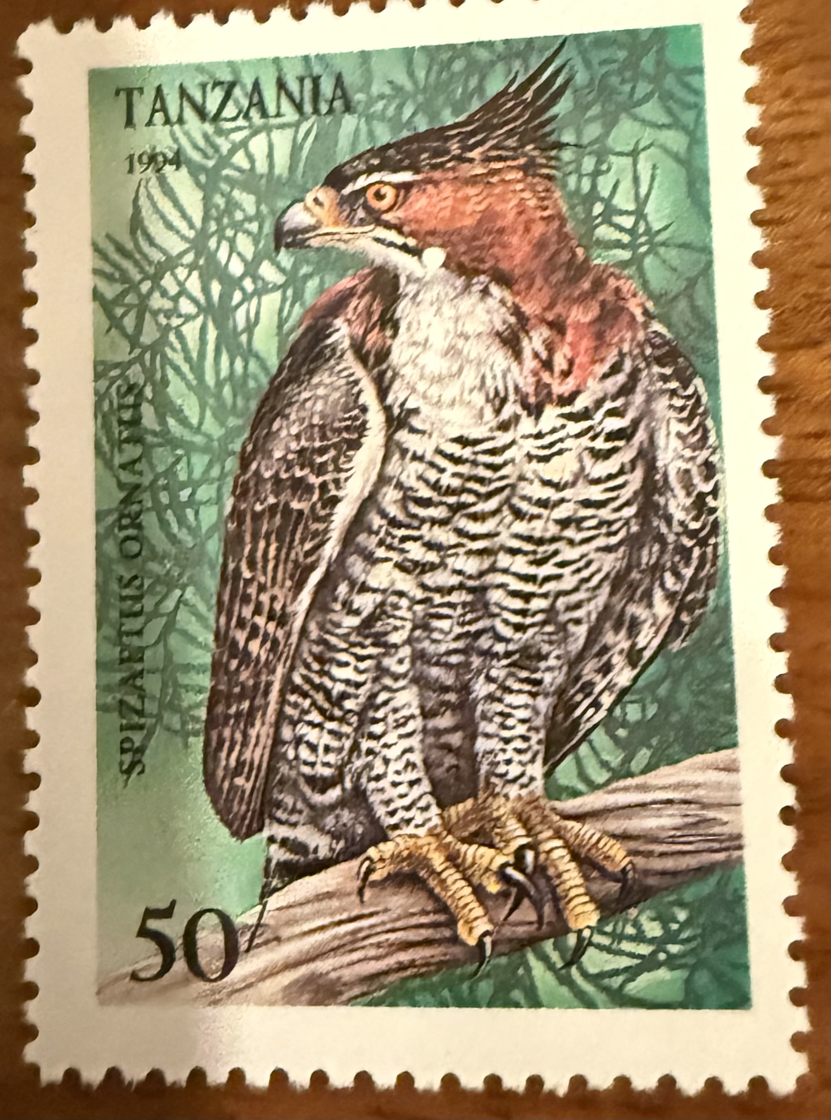 Ornate Hawk Eagke
