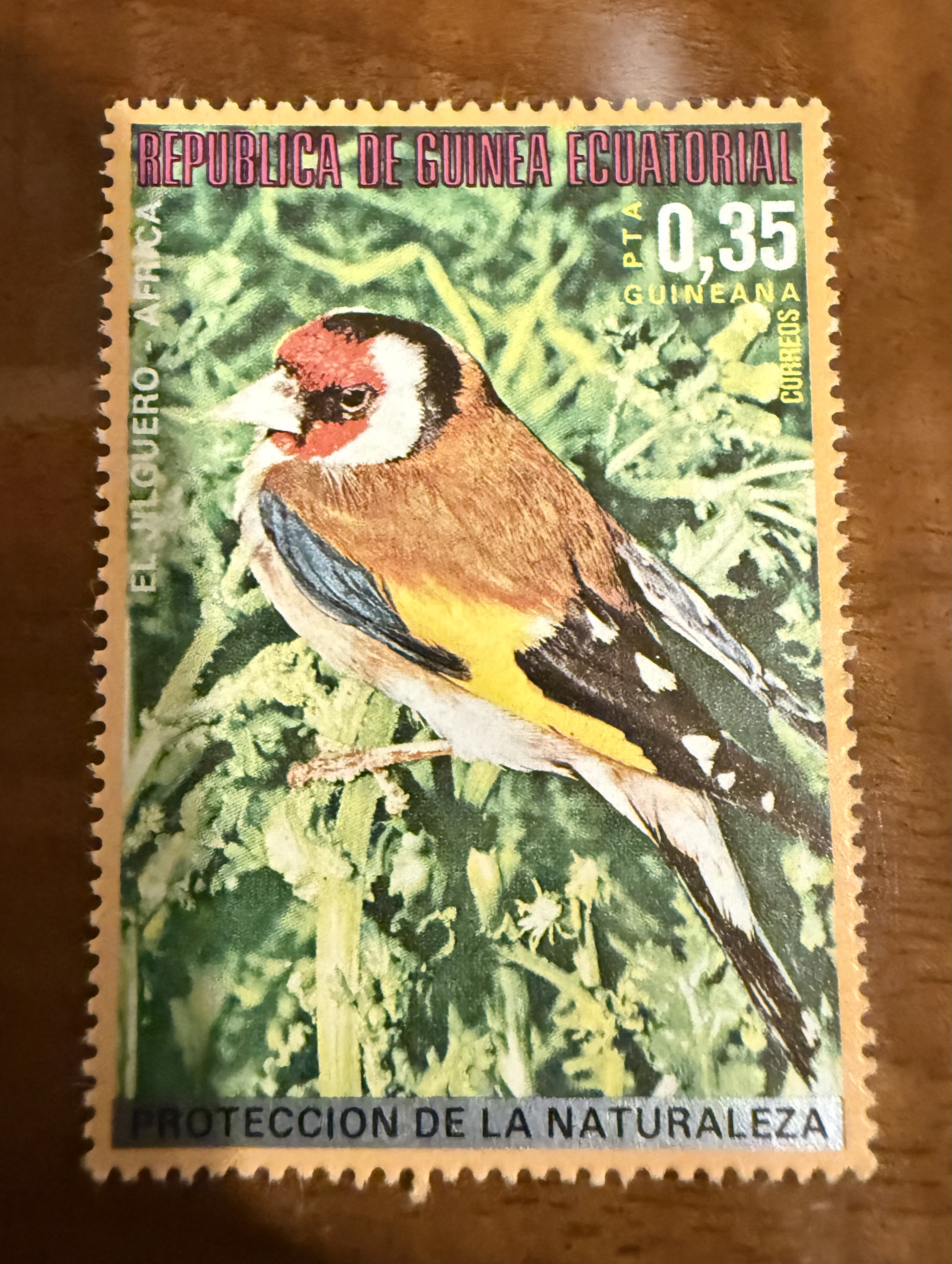 European Goldfinch (EQ)