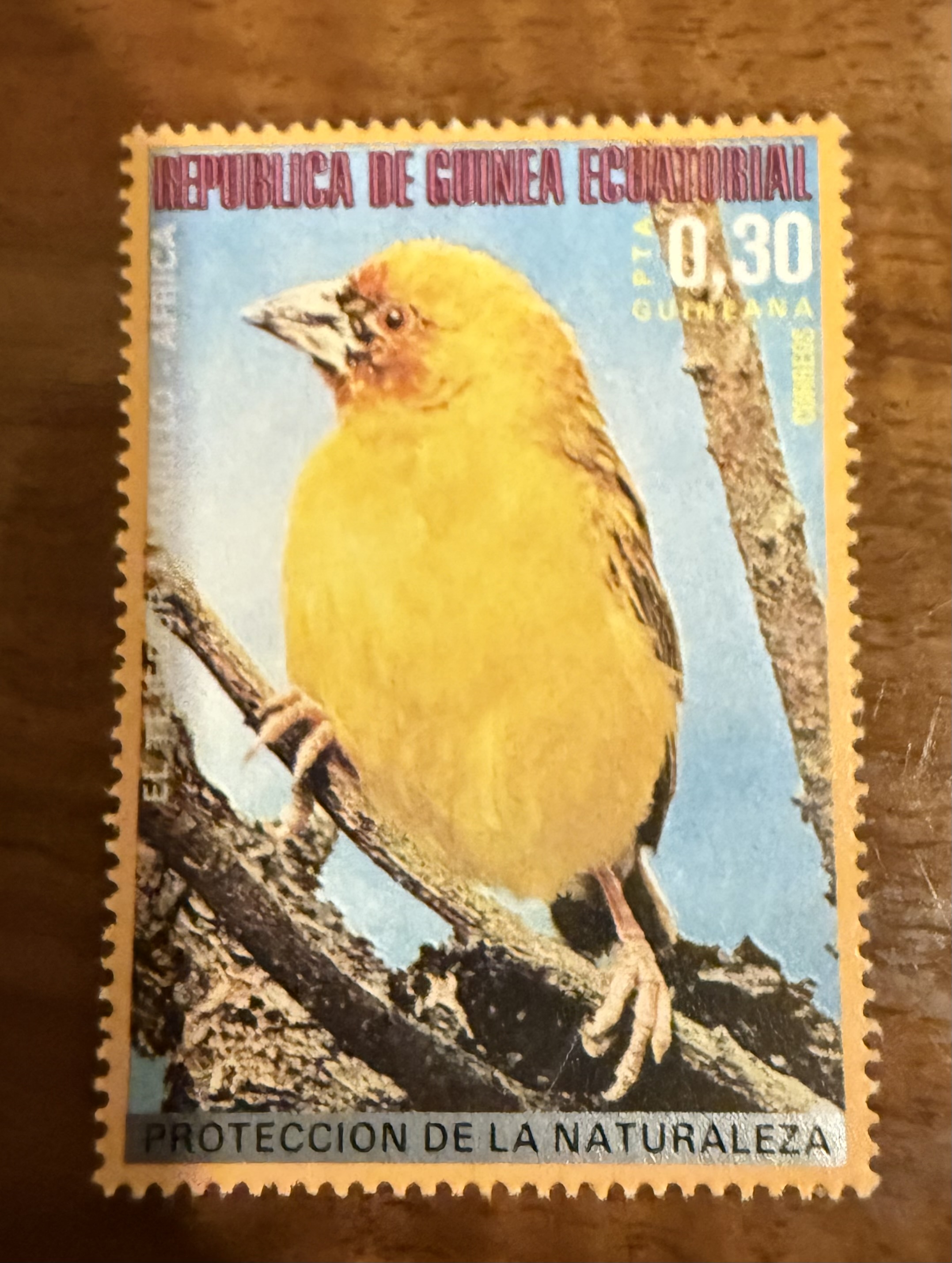 Holub’s Golden Weaver