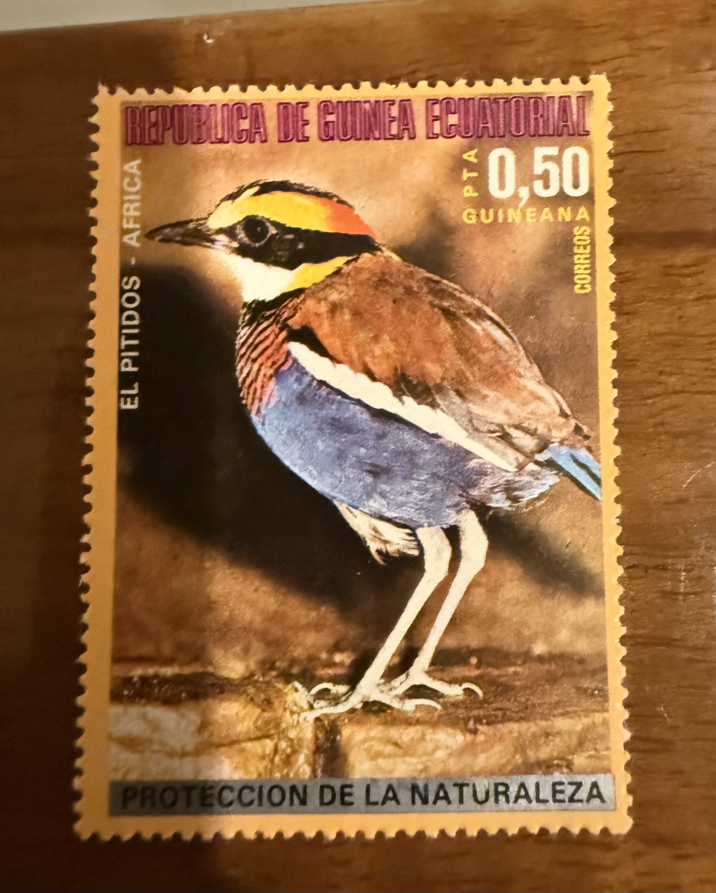 Malayan Banded Pitta