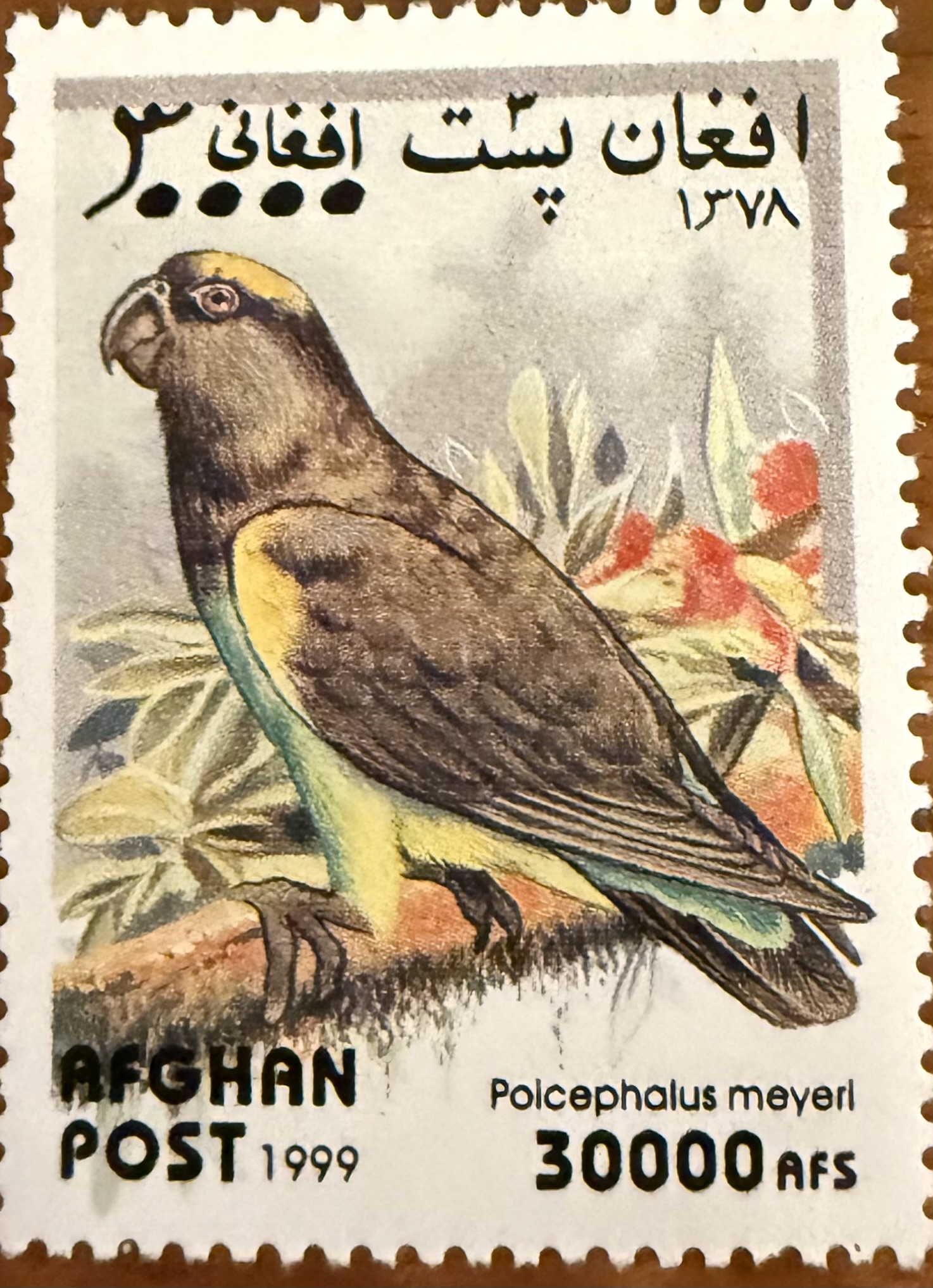 Meyer’s Parrot