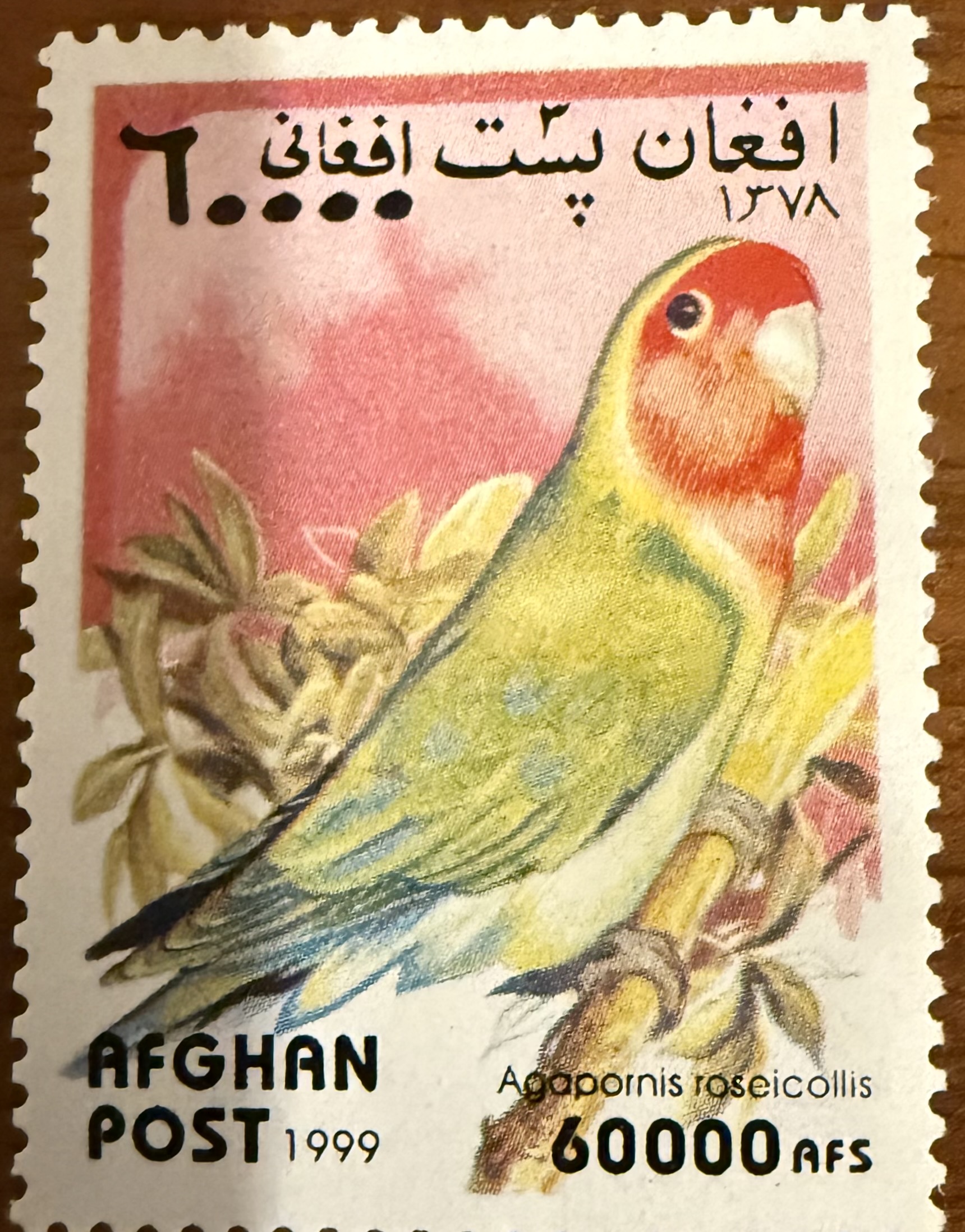 Rosy Collared Lovebird