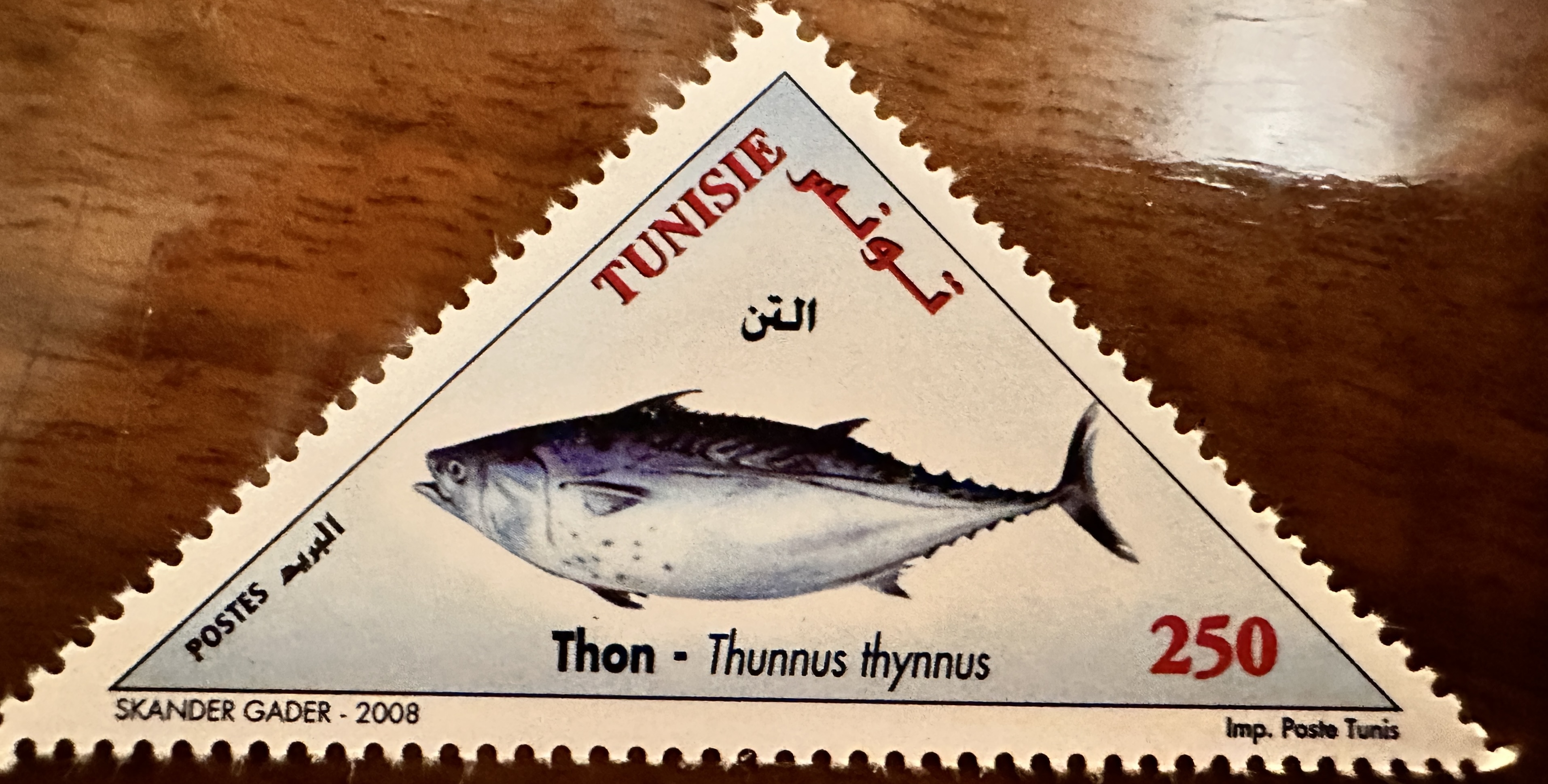 Tunisia Fish 4