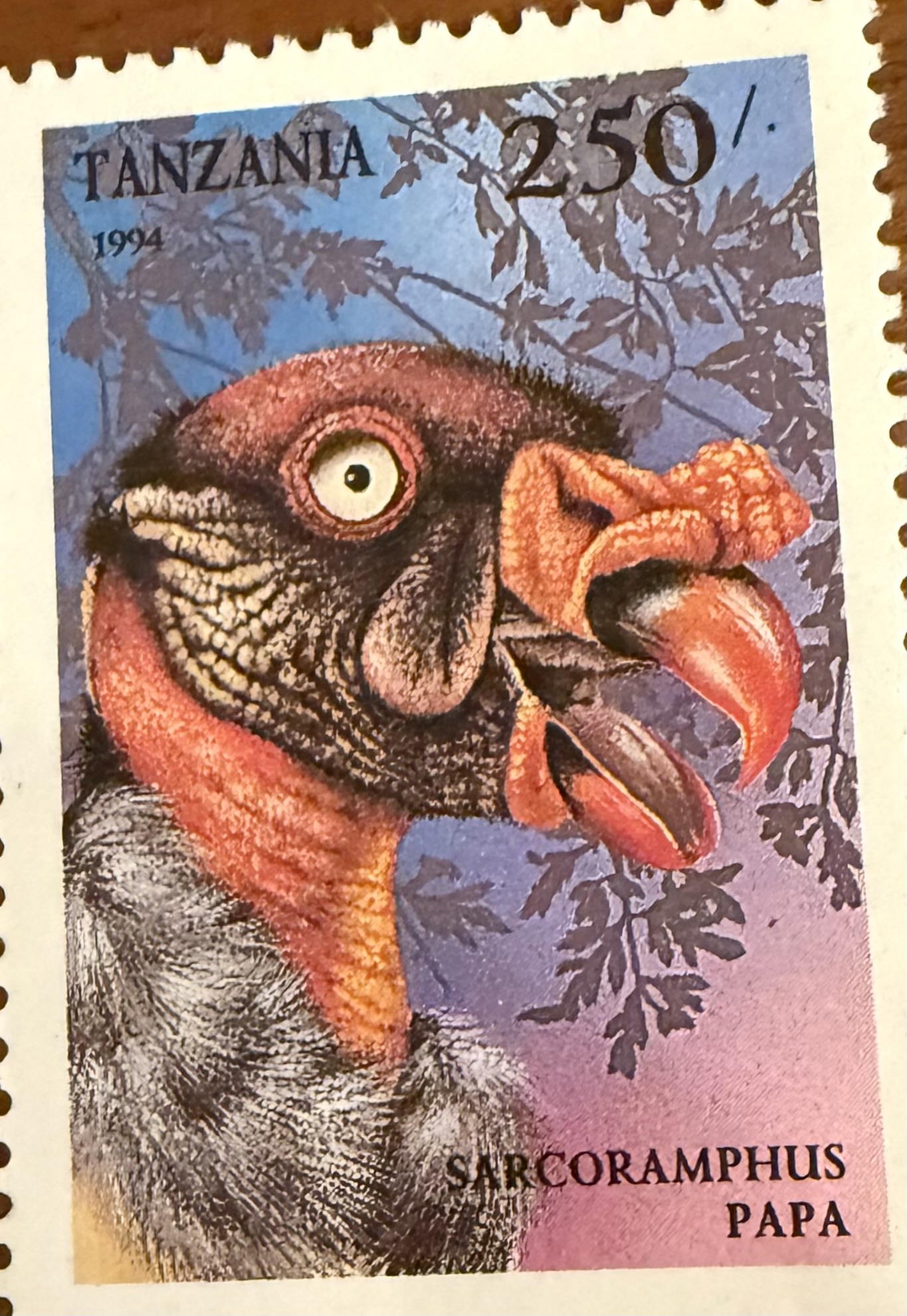 King Vulture