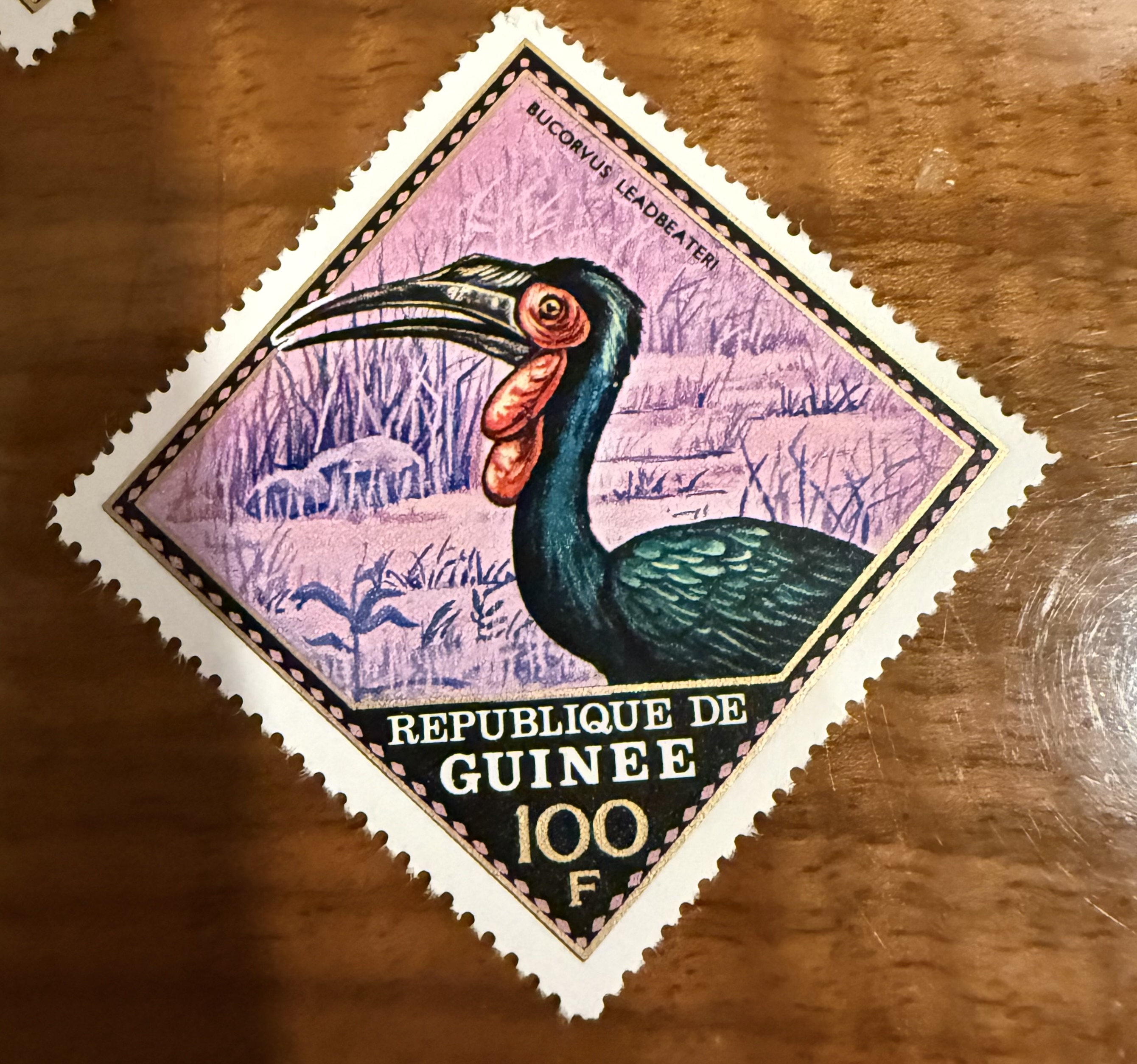 Southern Ground Hornbill ((Guinea)