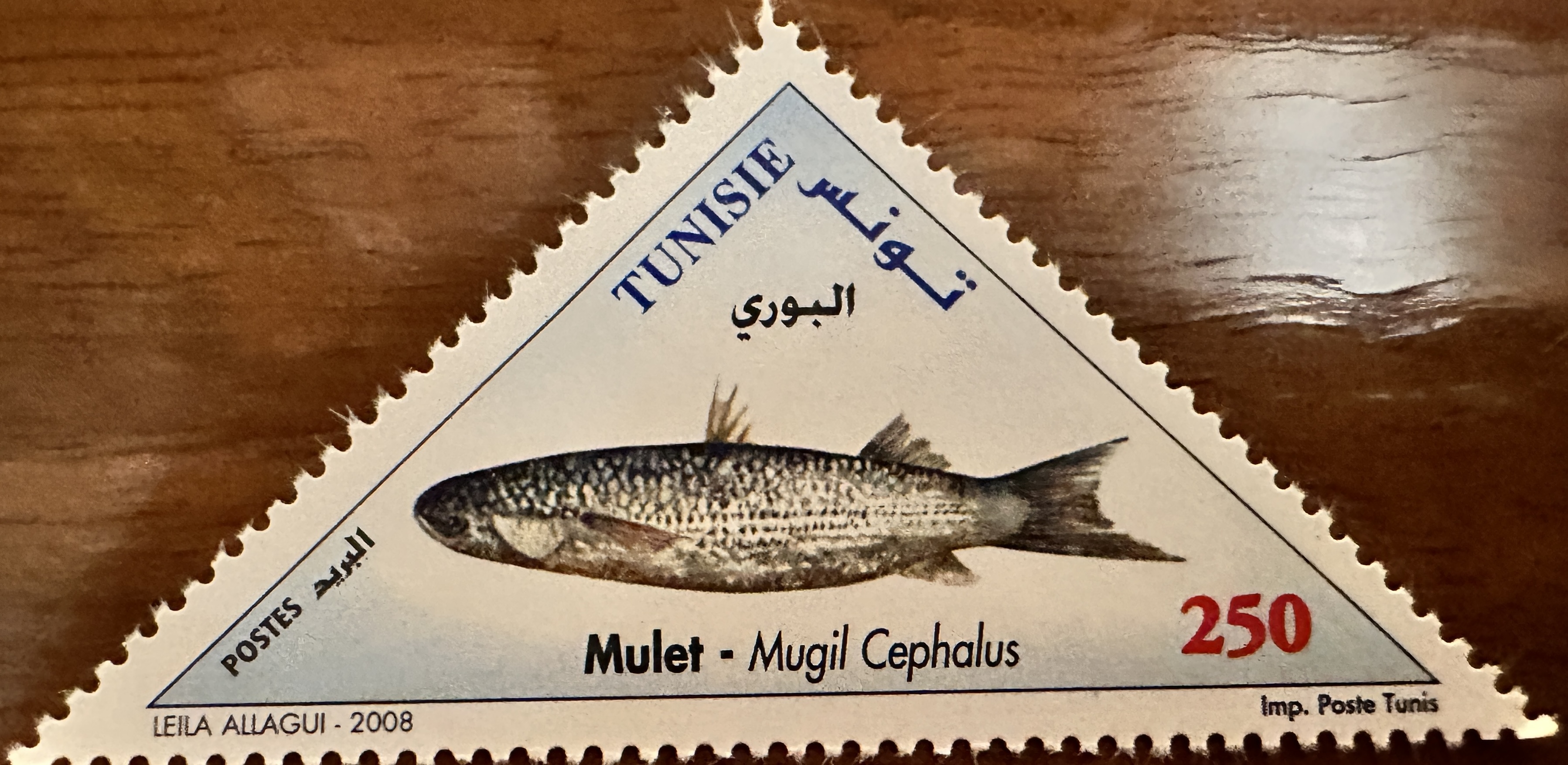 Tunisia Fish 1