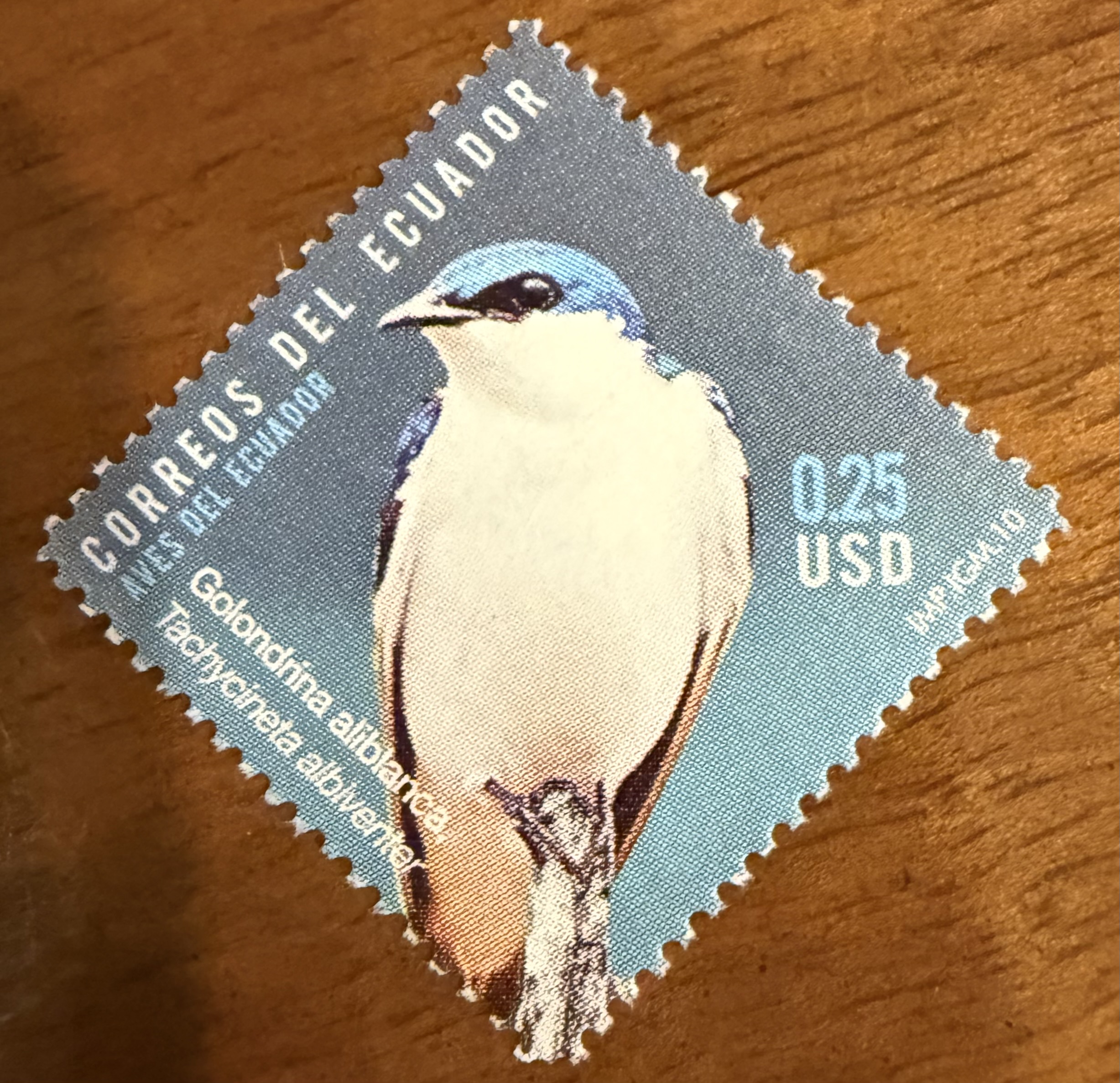 White Winged Swallow