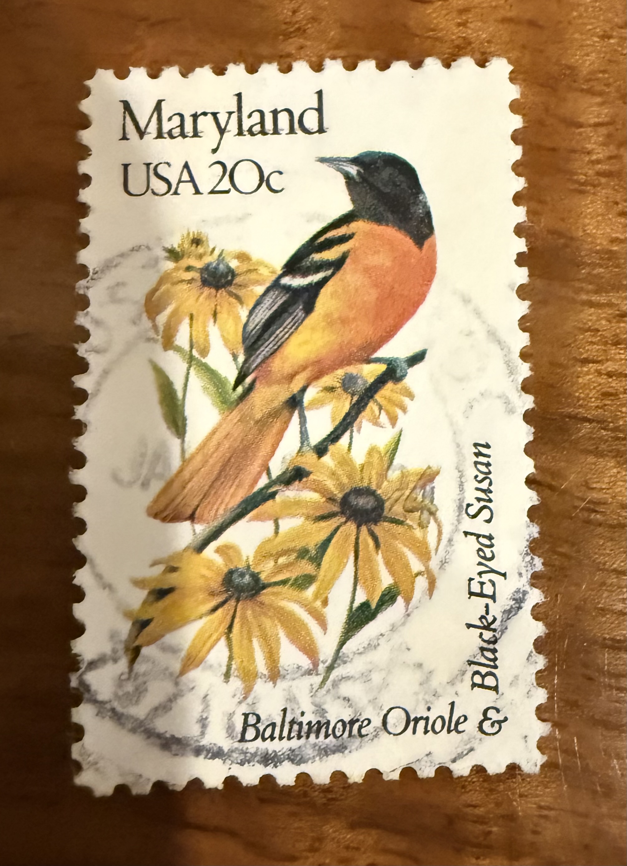Baltimore Oriole