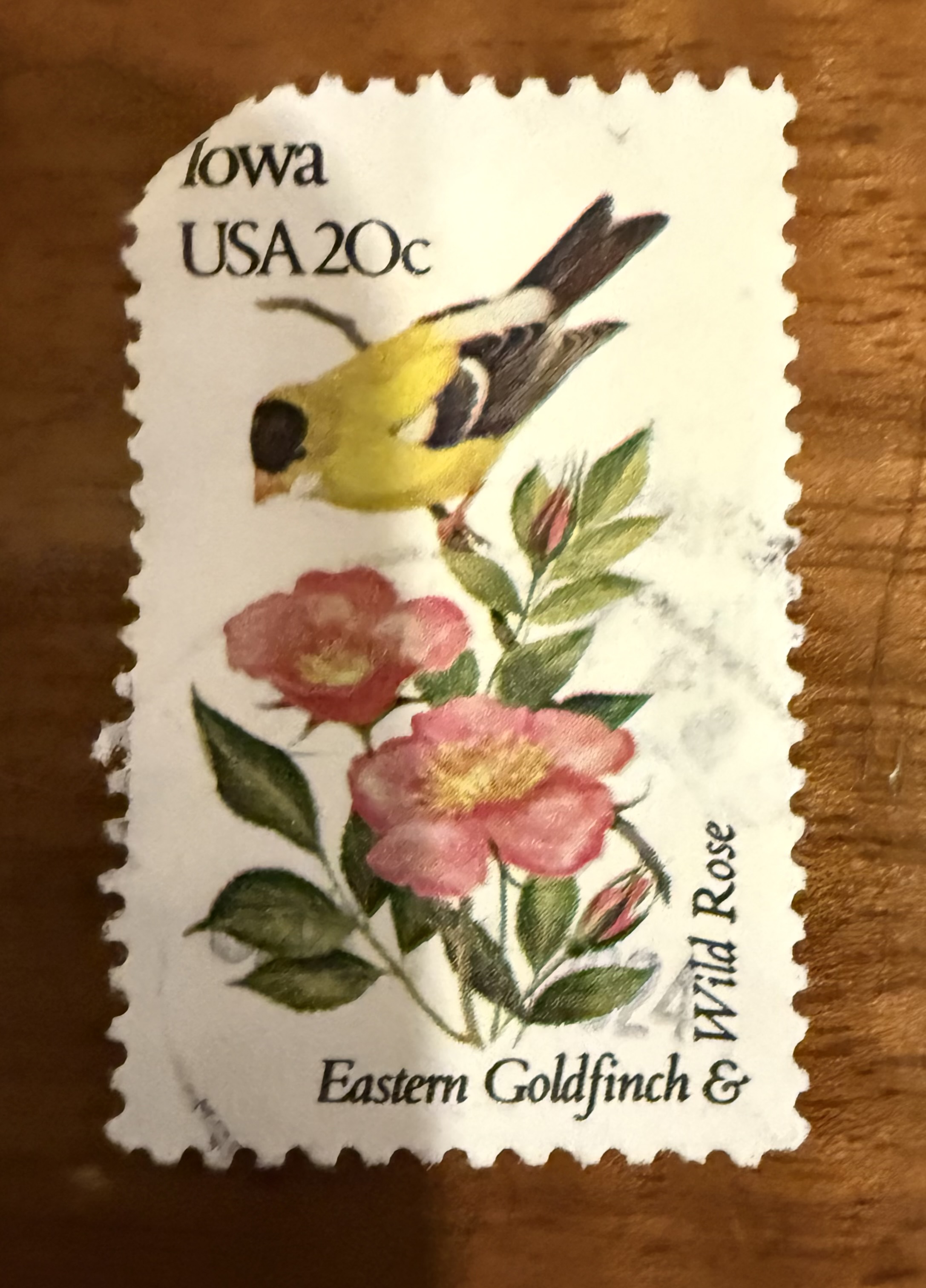 Eastern Goldfinch