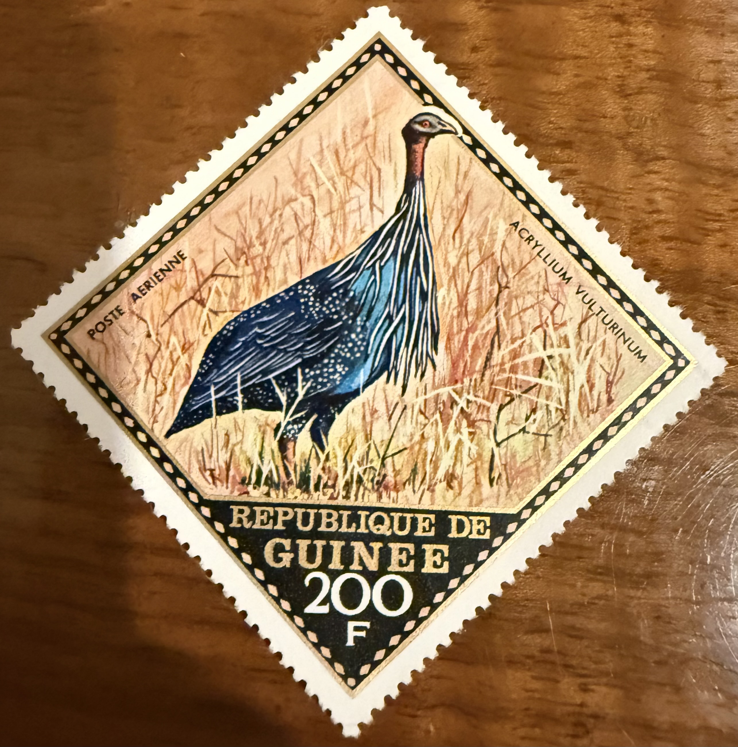 Vulturine Guinea Fowl