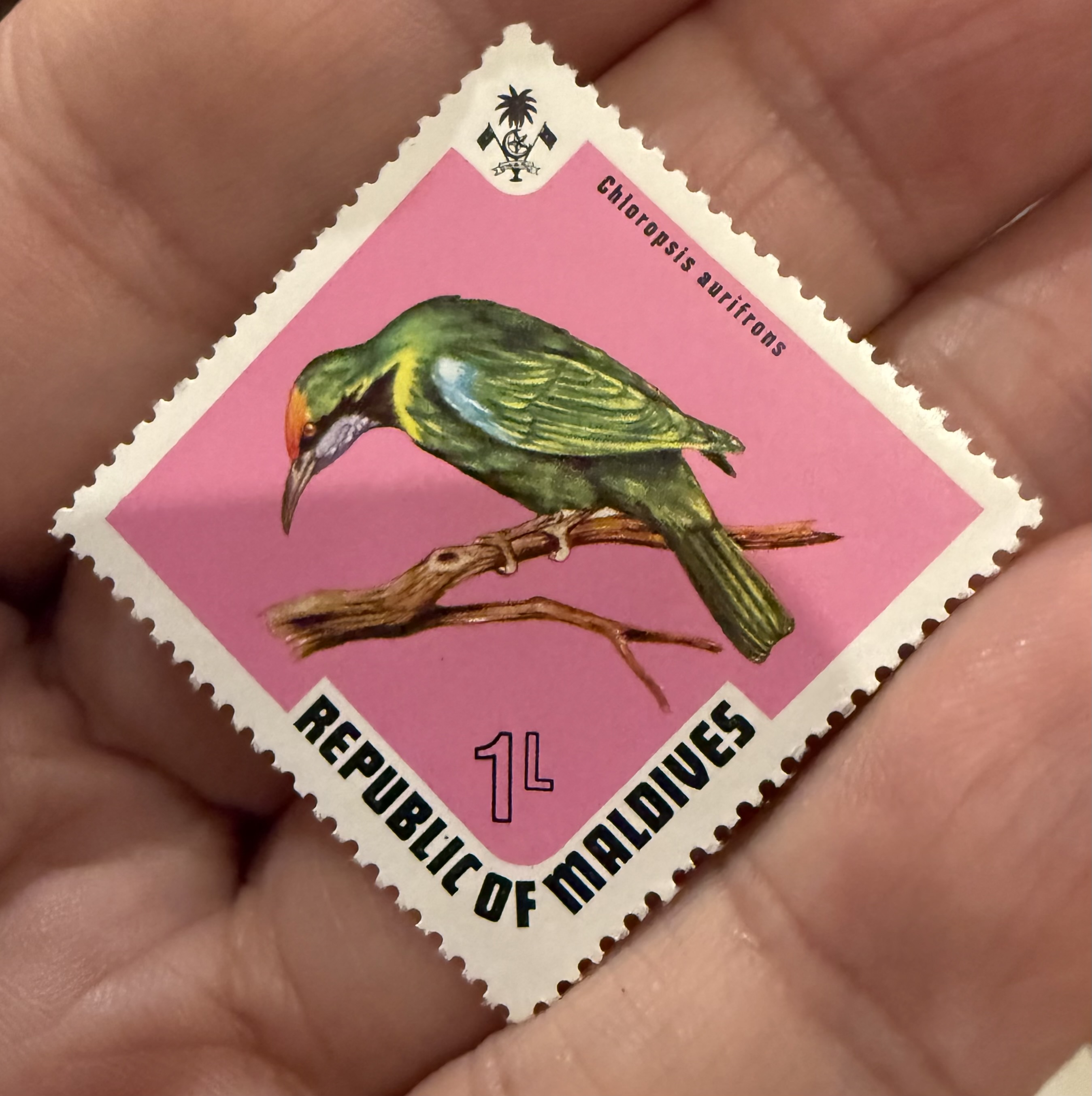 Golden Fronted Leafbird