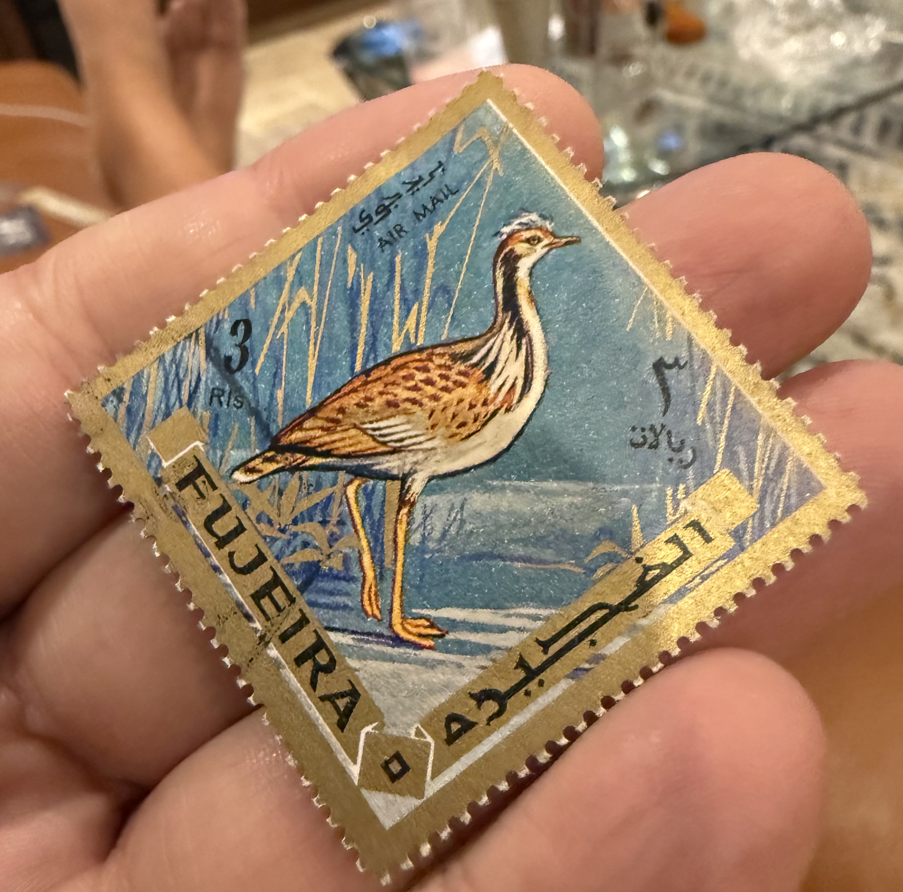 Macqueen’s Bustard