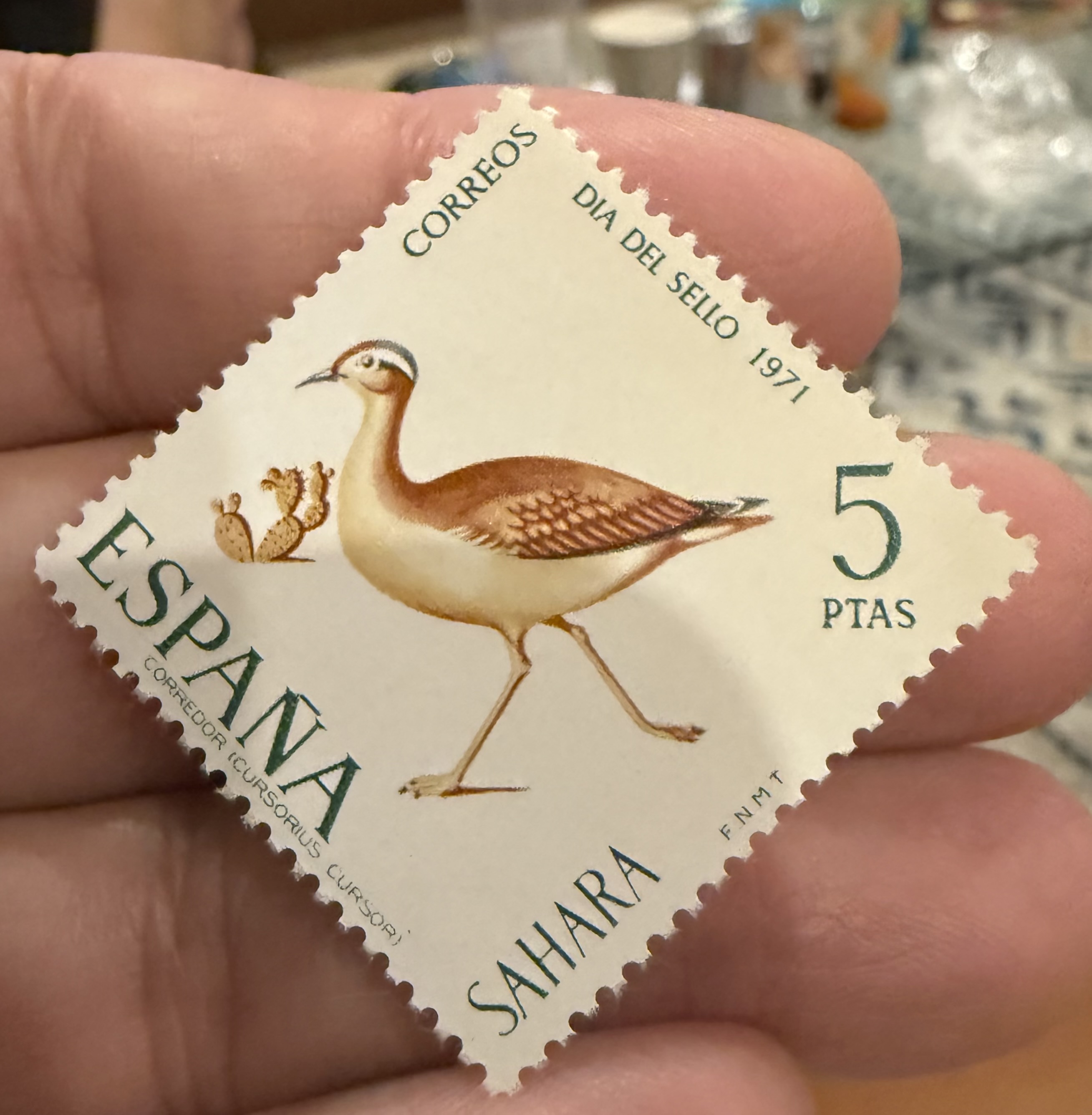 Cream Colored Courser