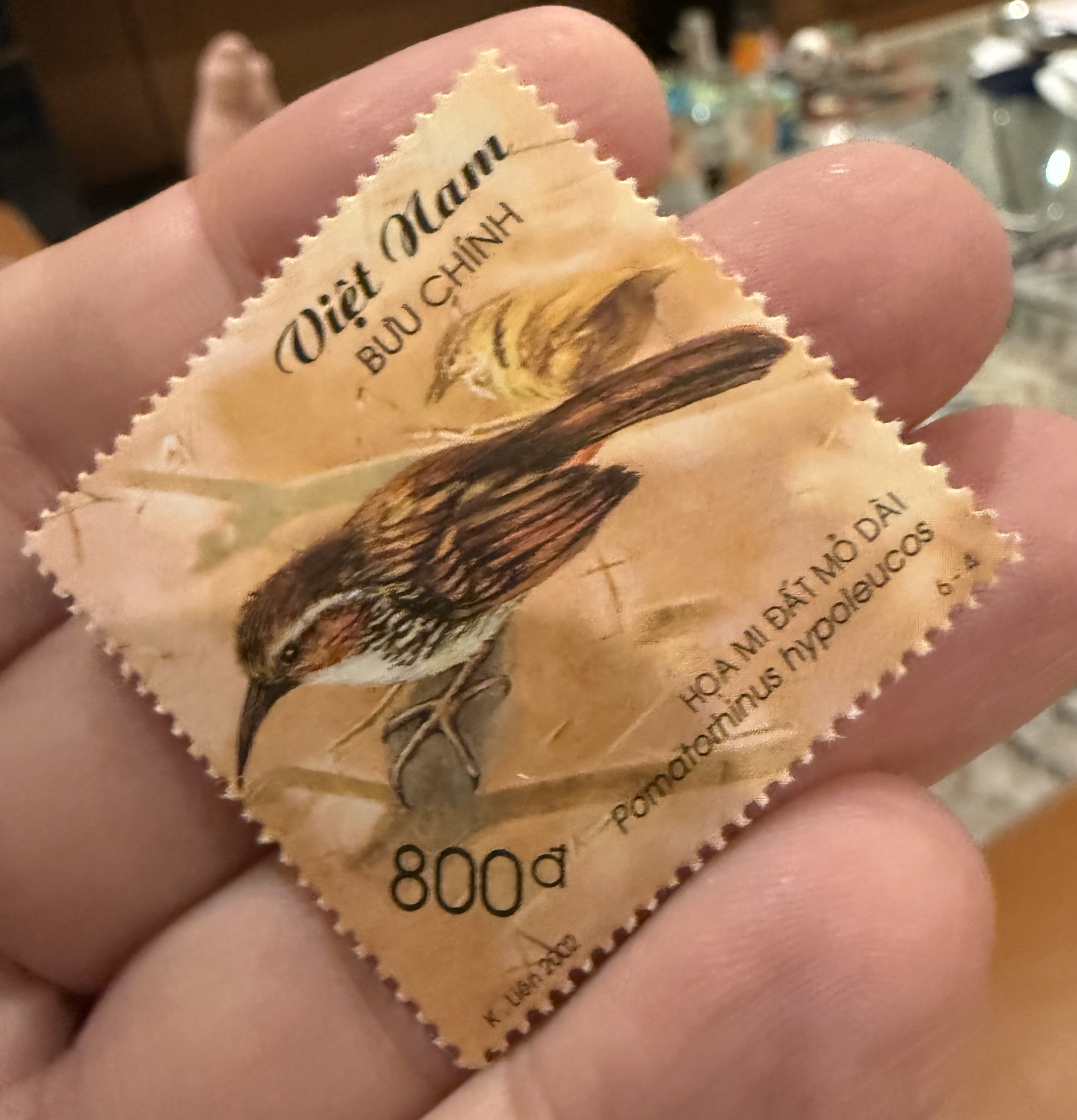 Large Scimitar Babbler