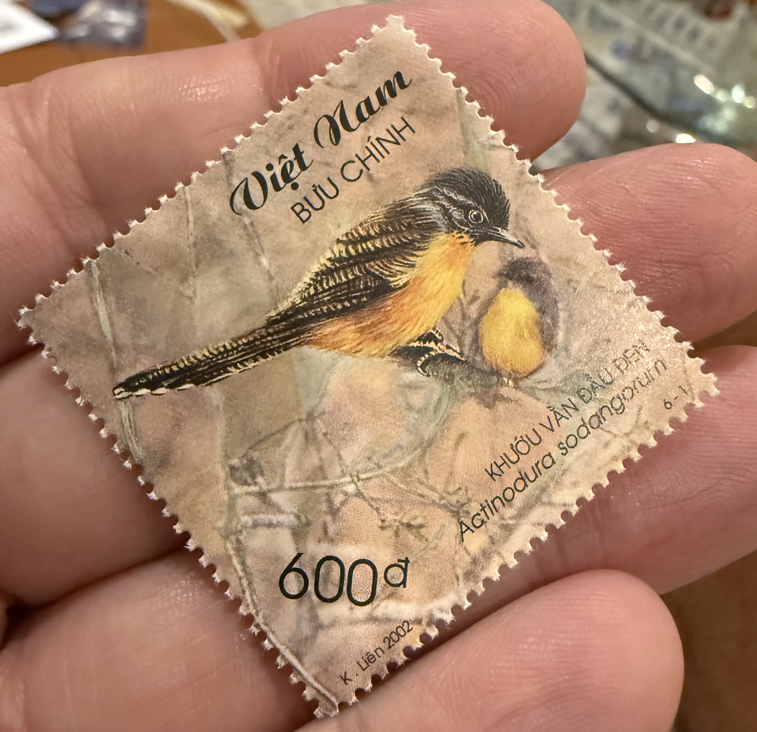 Black Hooded Laughing Thrush