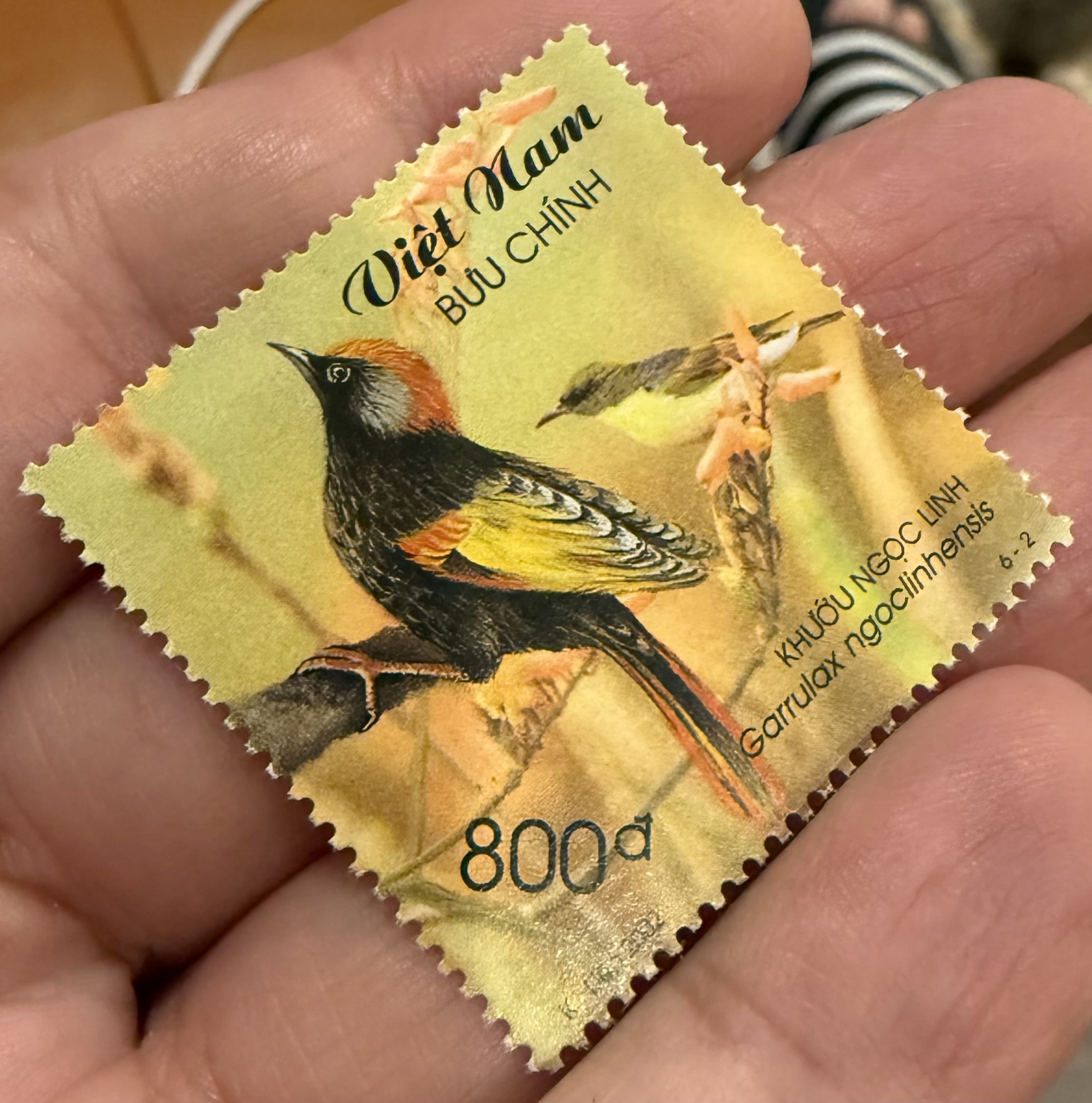 Golden Winged Laughing Thrush