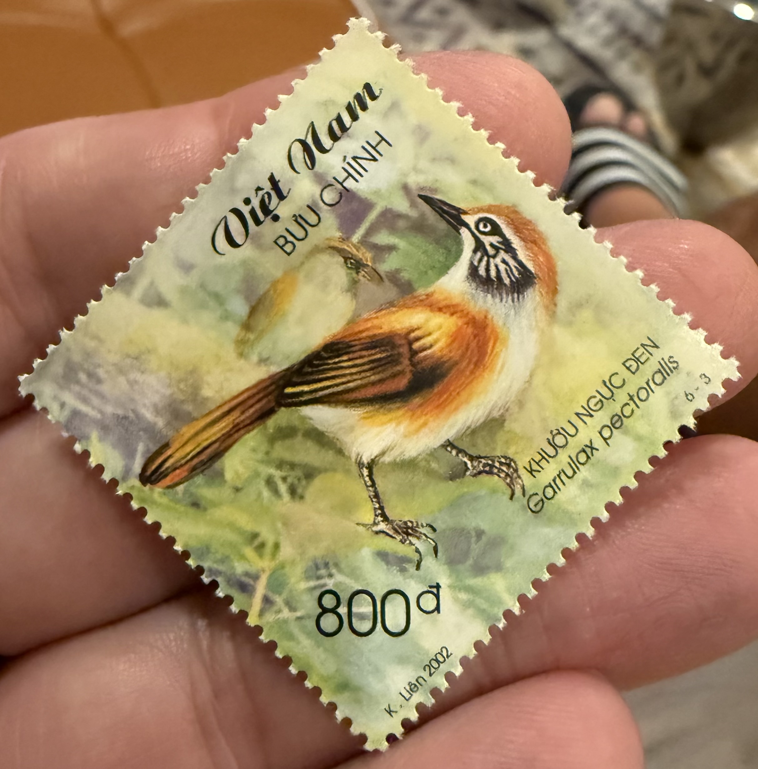 Greater Necklaced Laughing Thrush