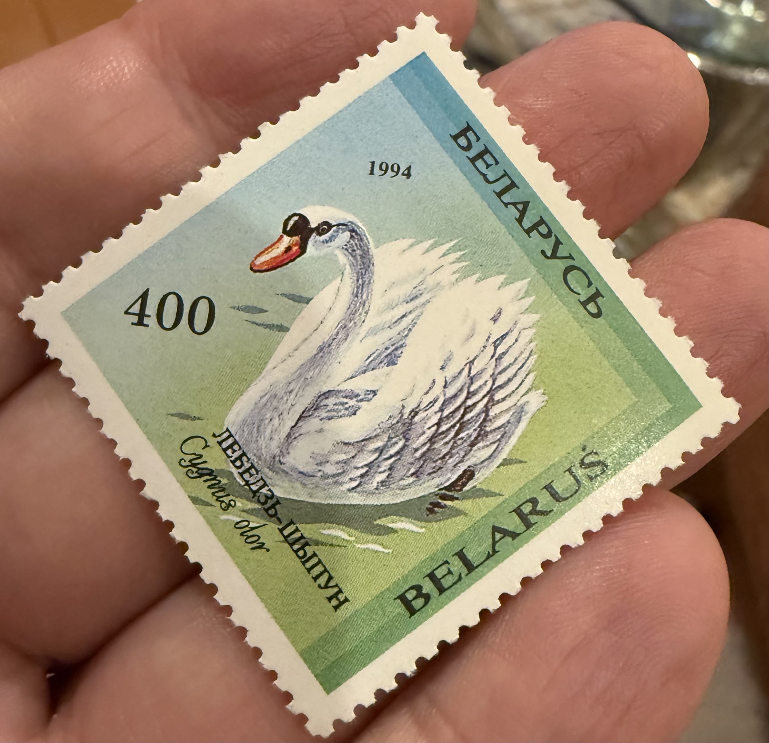 Mute Swan ( Belarus)