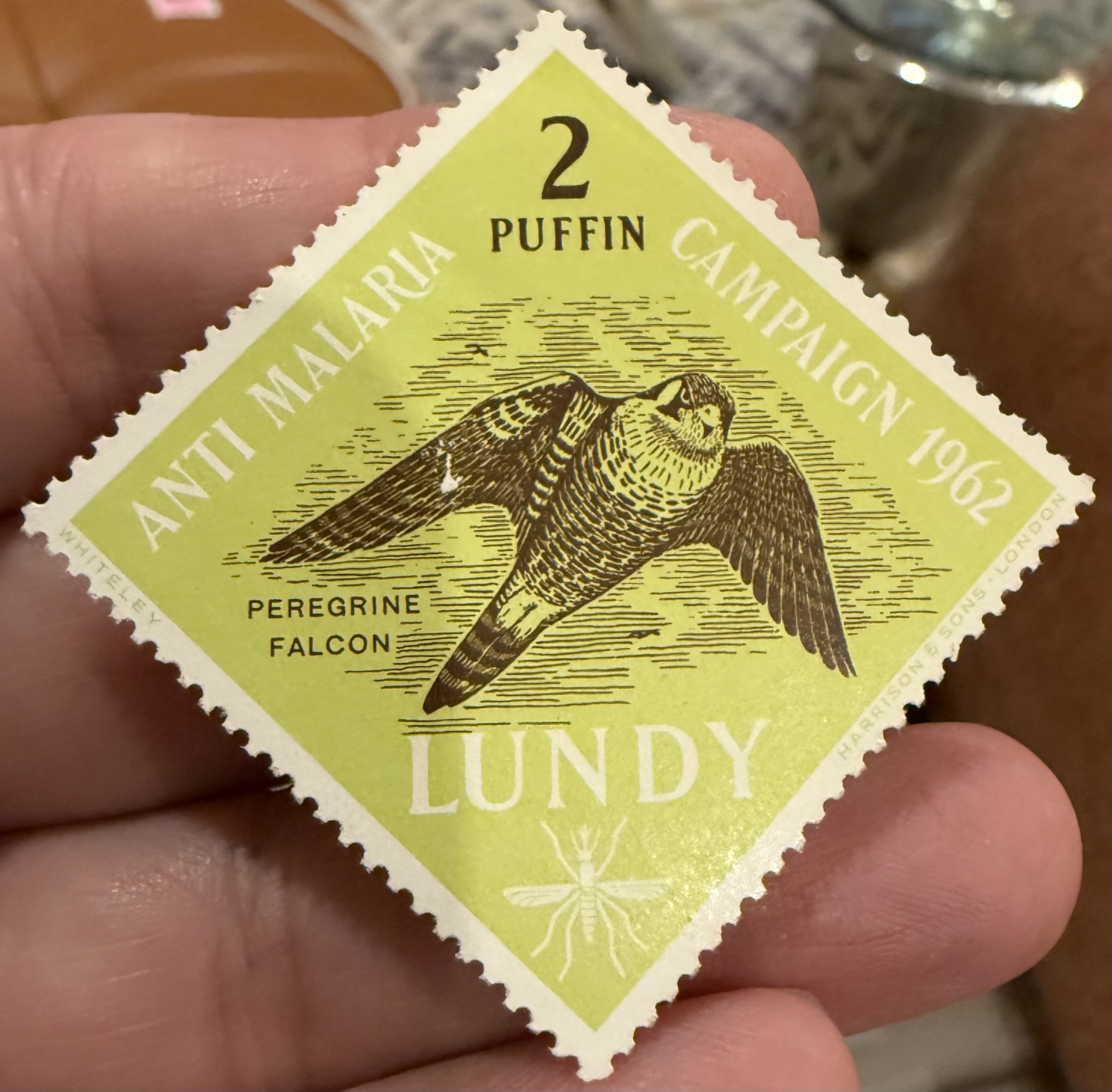 Peregrine Falcon (Lundy)