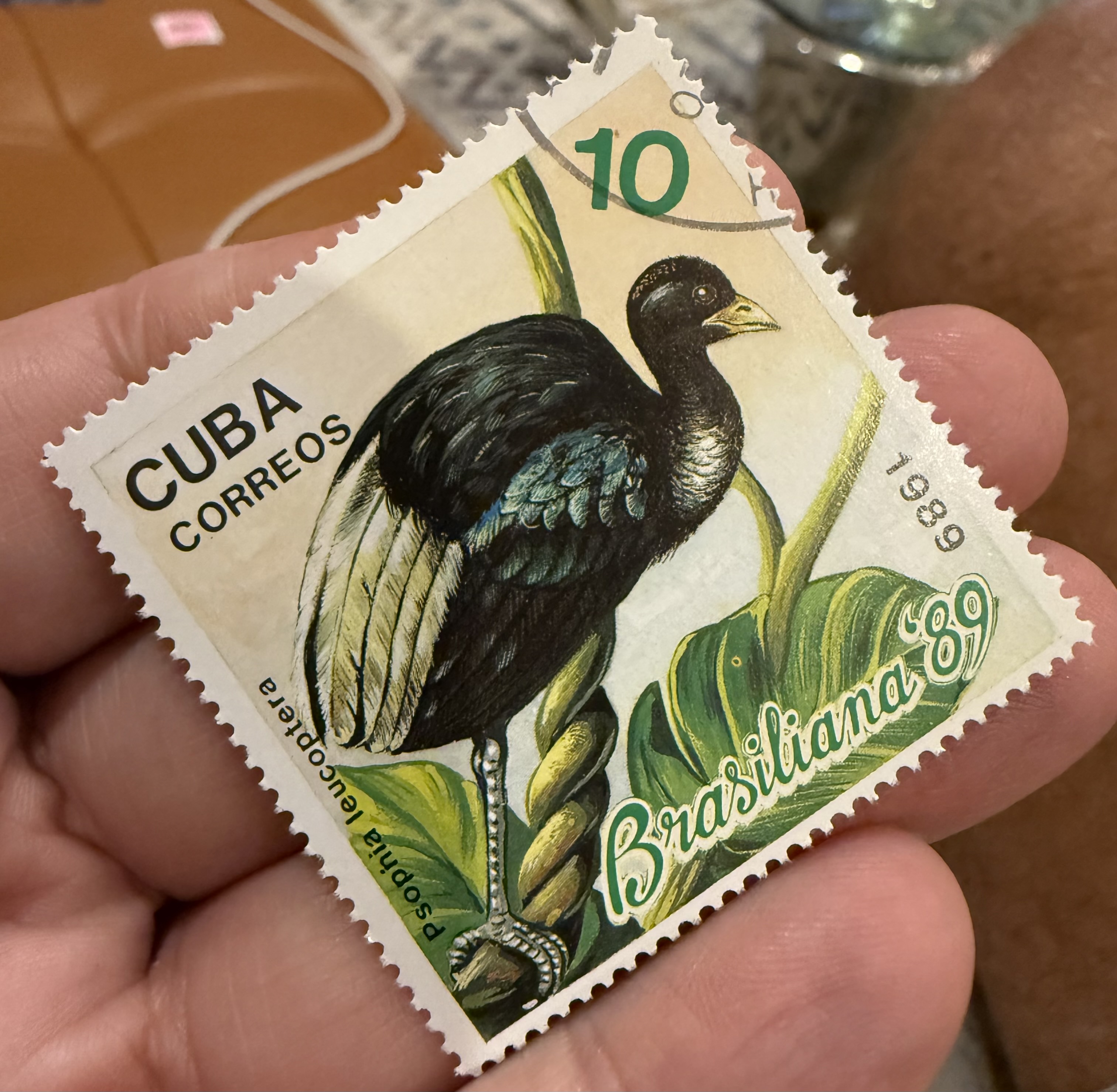 Pale Winged Trumpeter