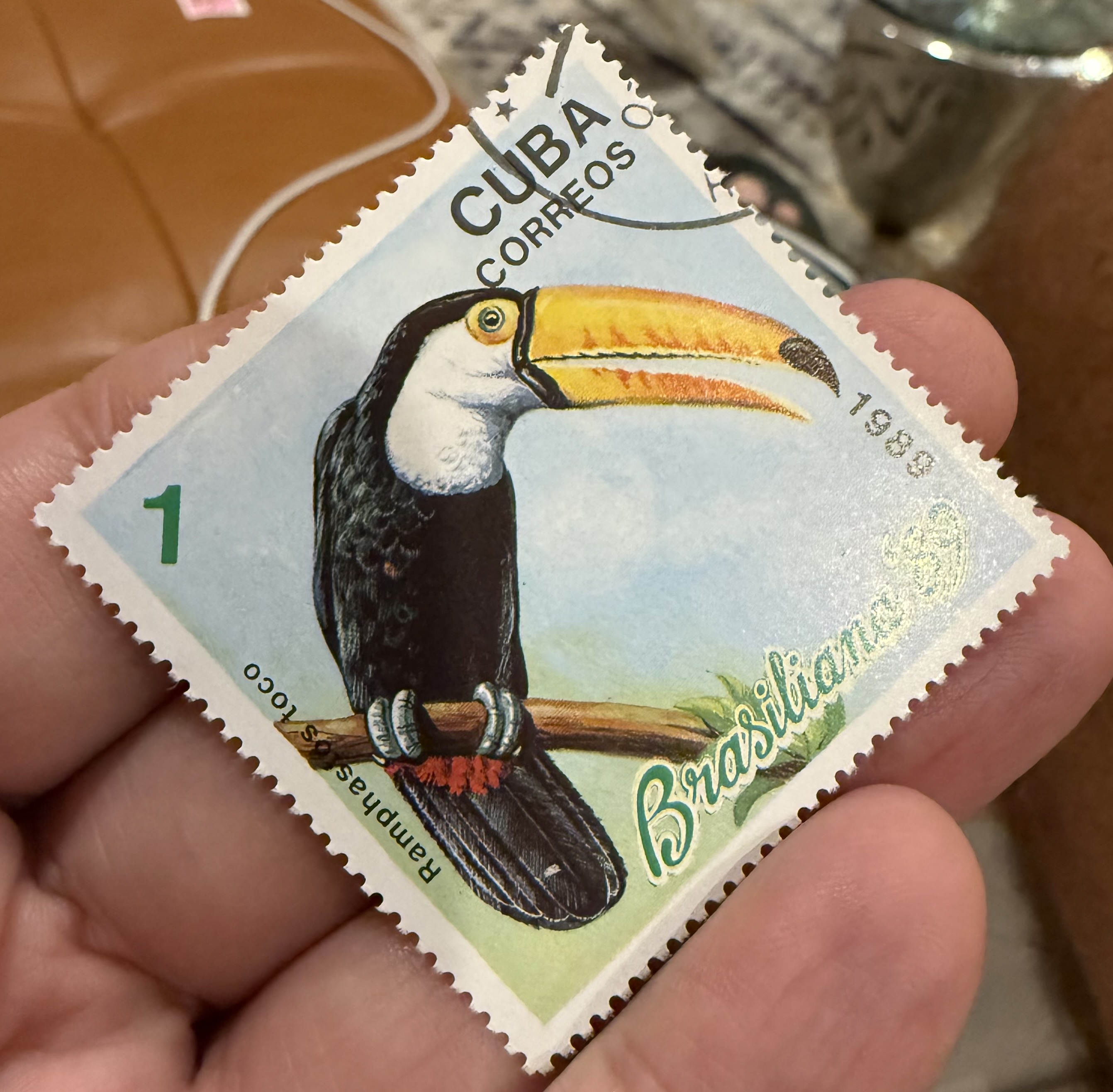 Toco Toucan