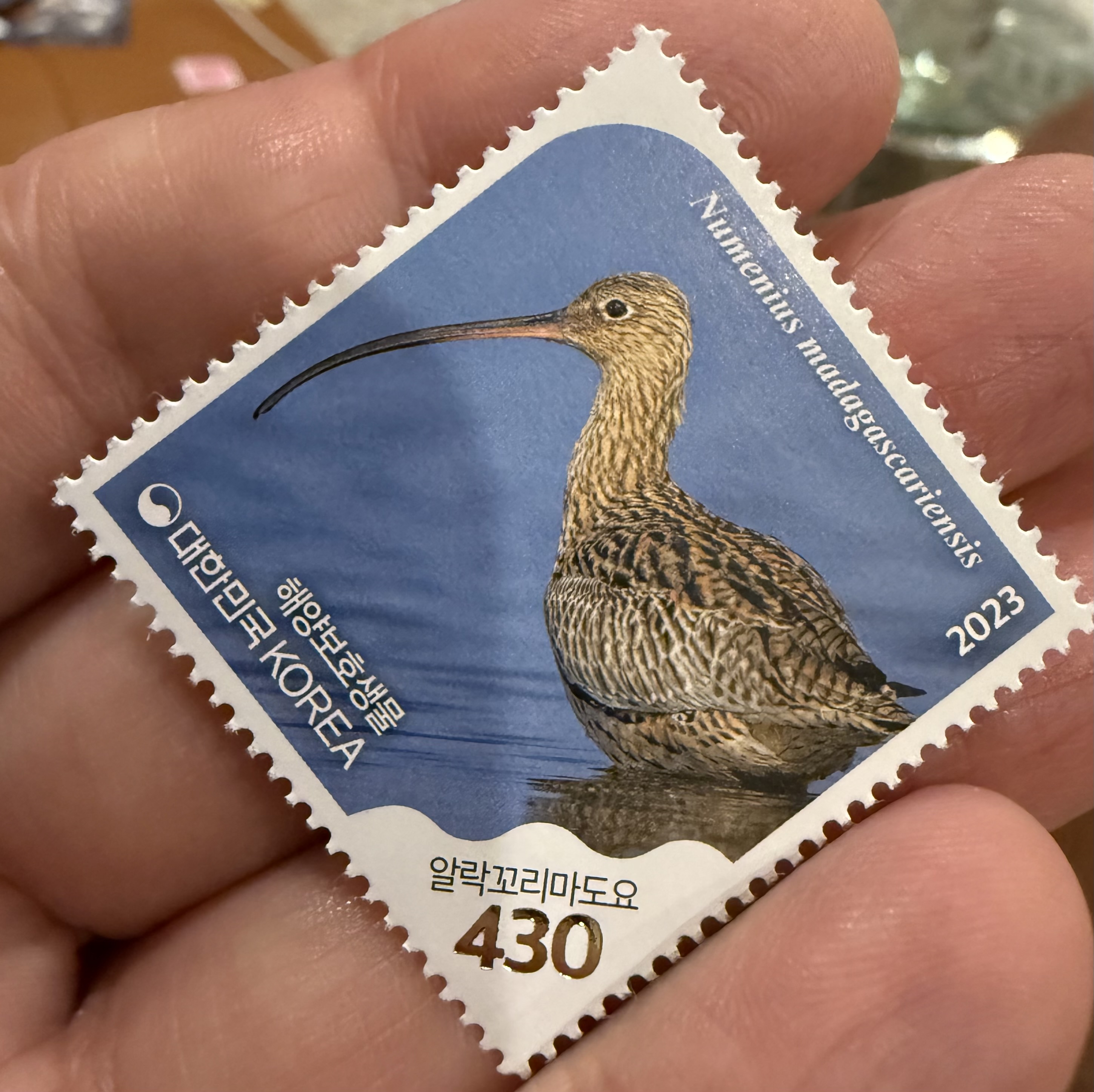 Far Eastern Curlew
