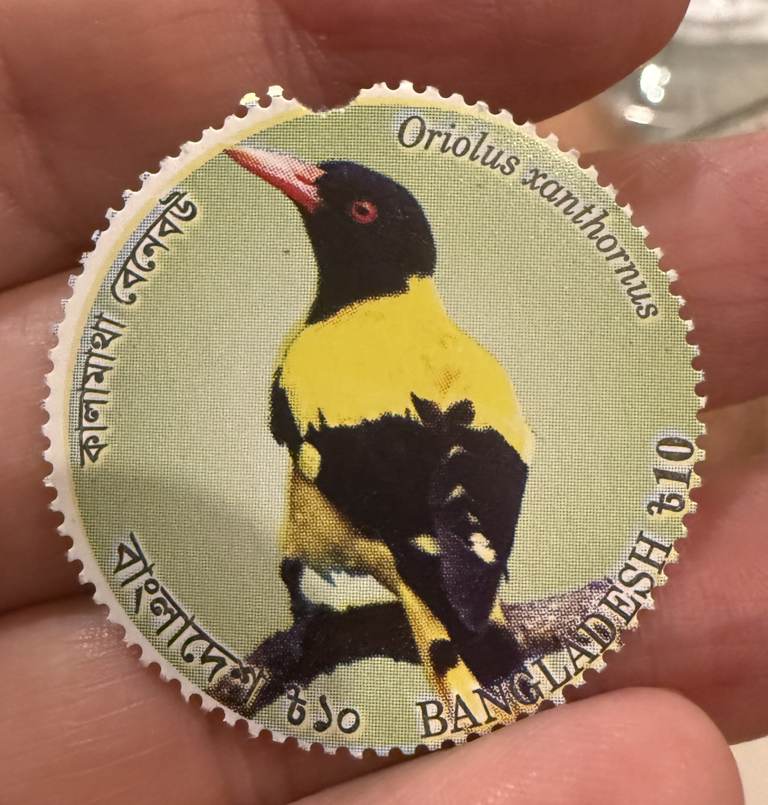 Black Hooded Oriole
