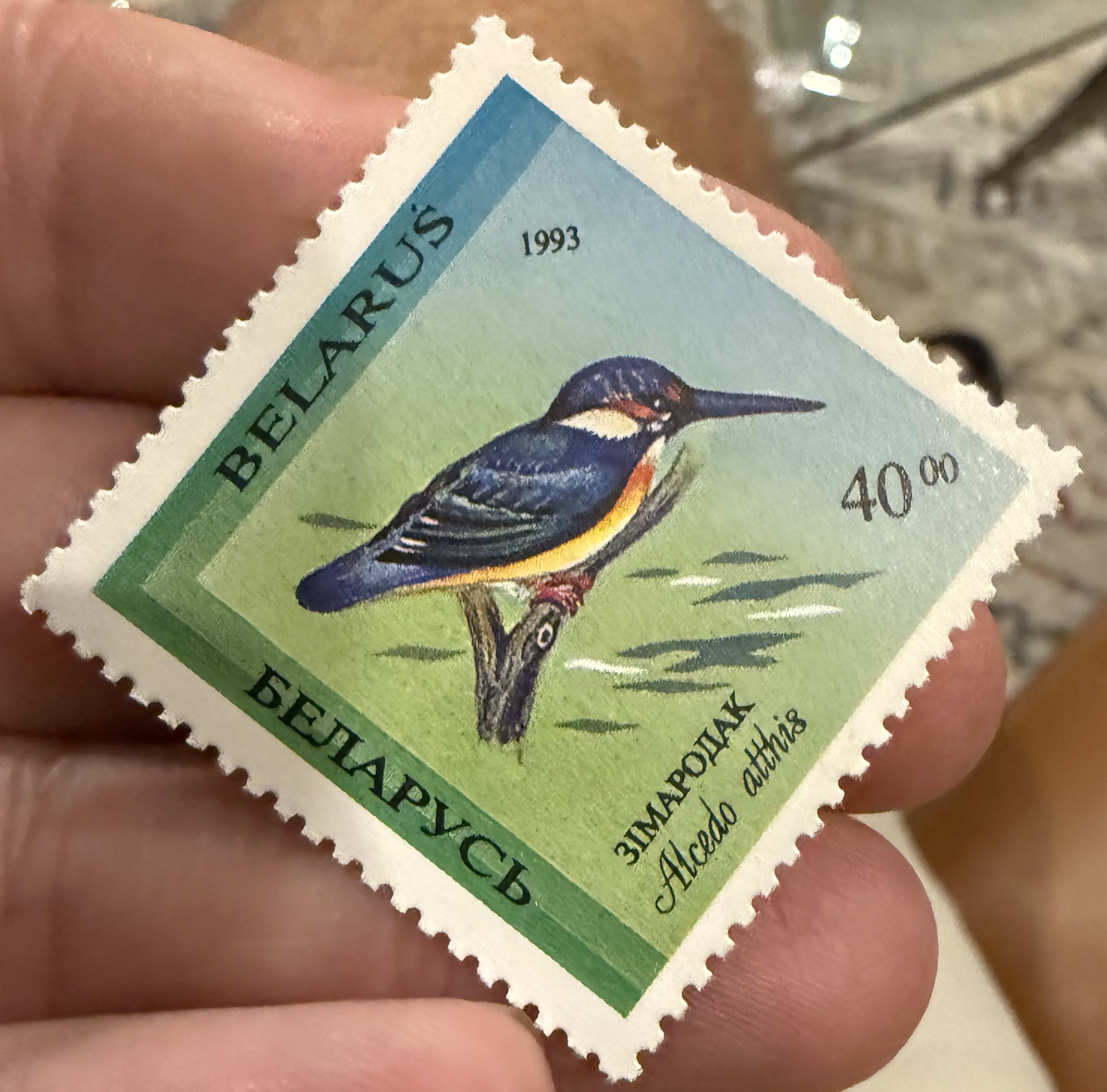 Common Kingfisher (Belarus)