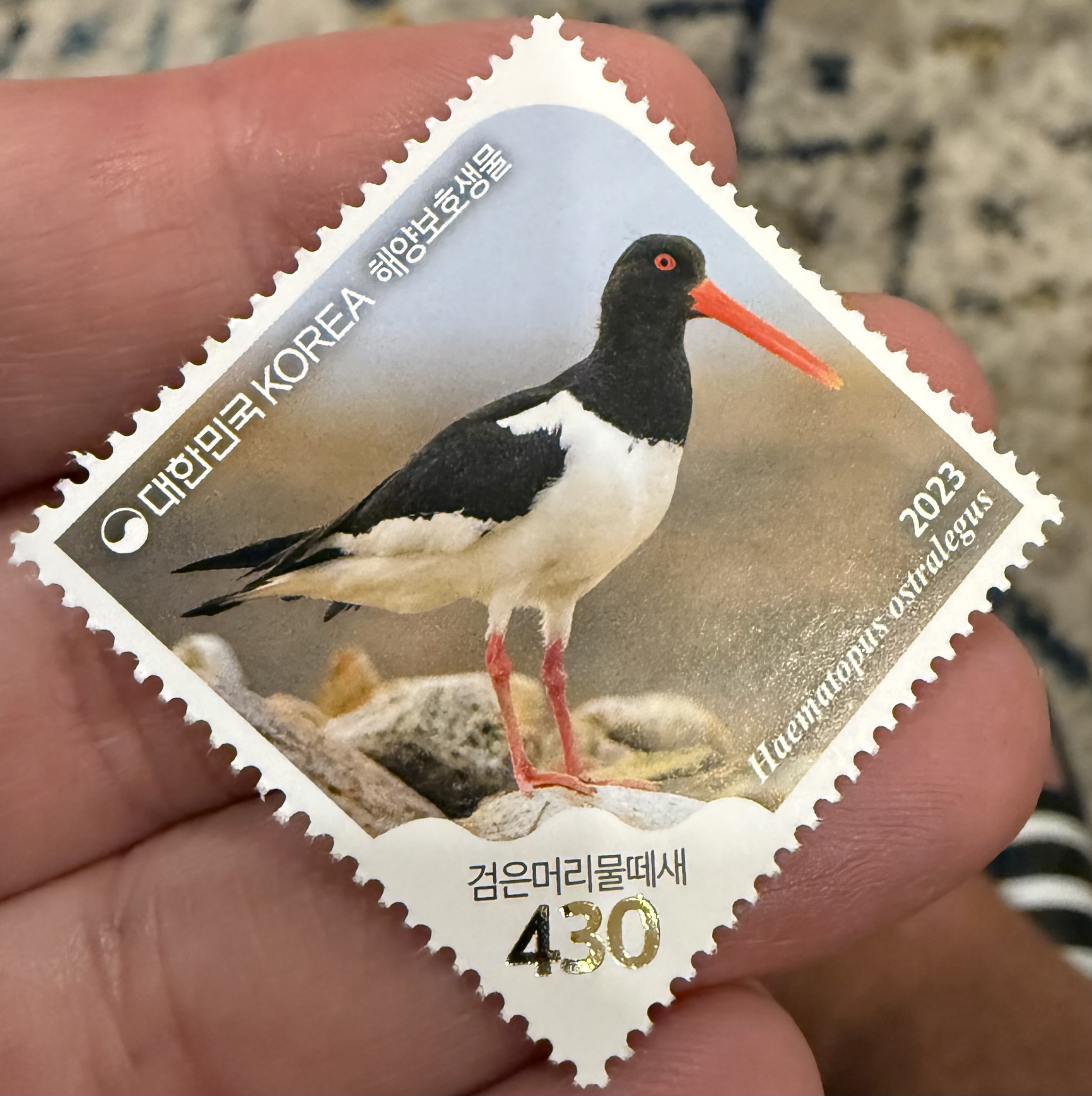 Eurasian Oystercatcher