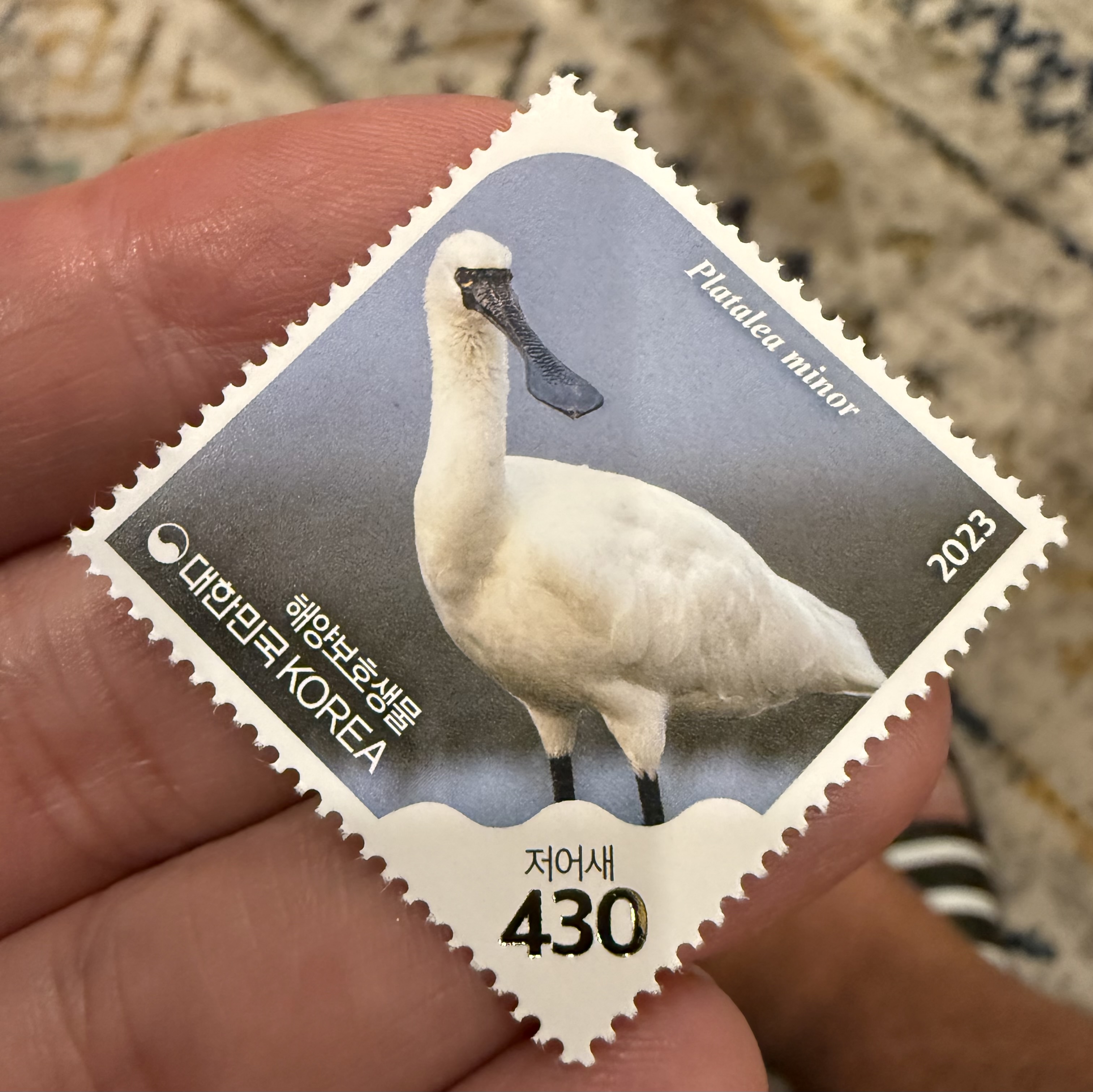 Black Faced Spoonbill