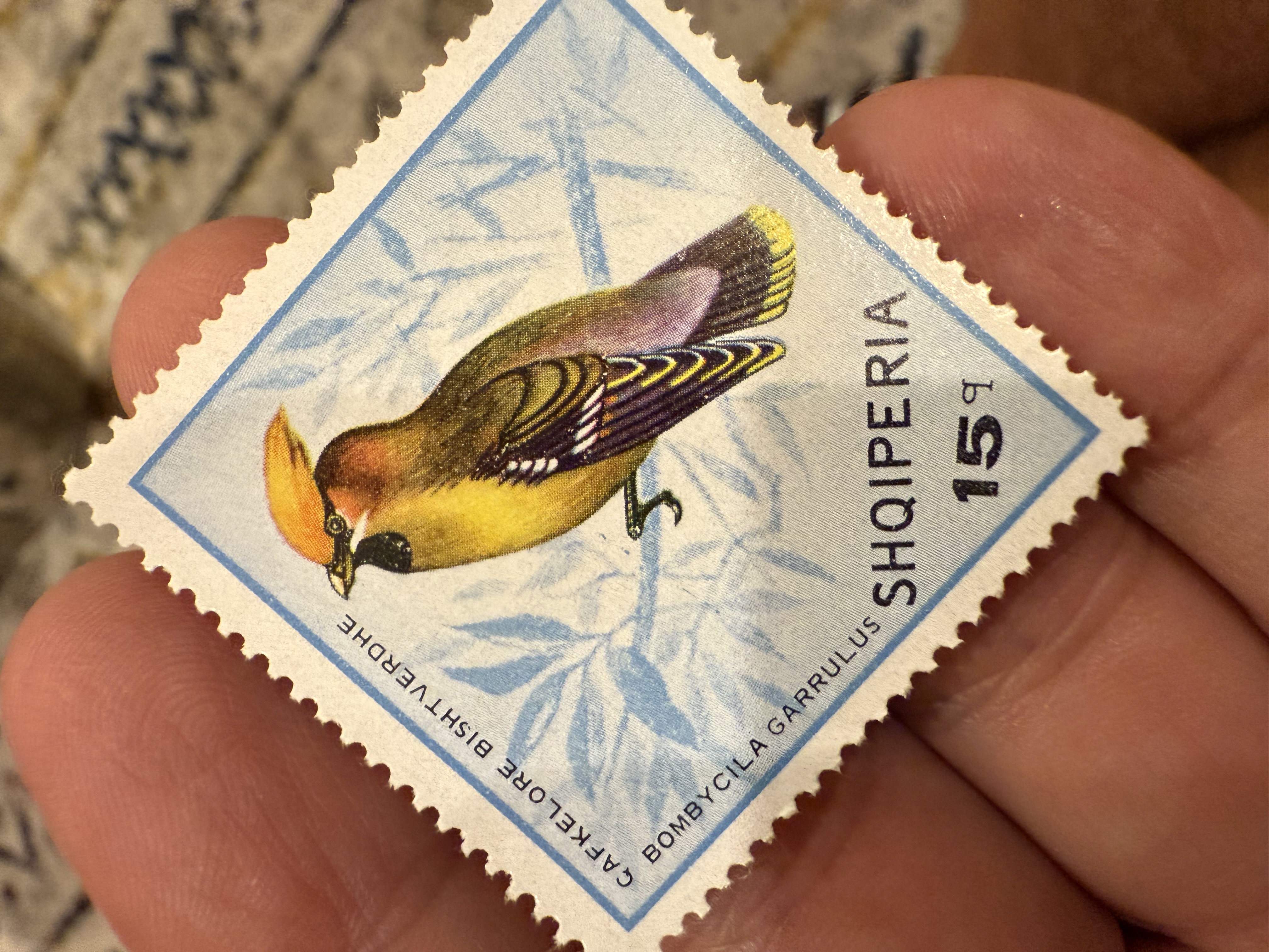 Bohemian Waxwing (Albania)