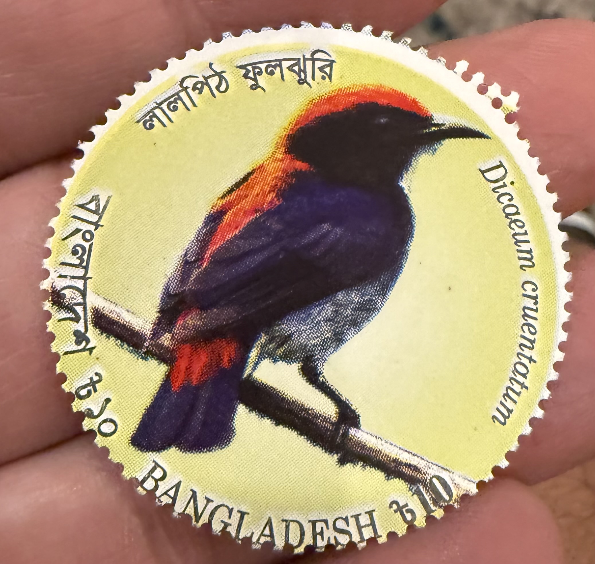 Scarlet Backed Flowerpecker