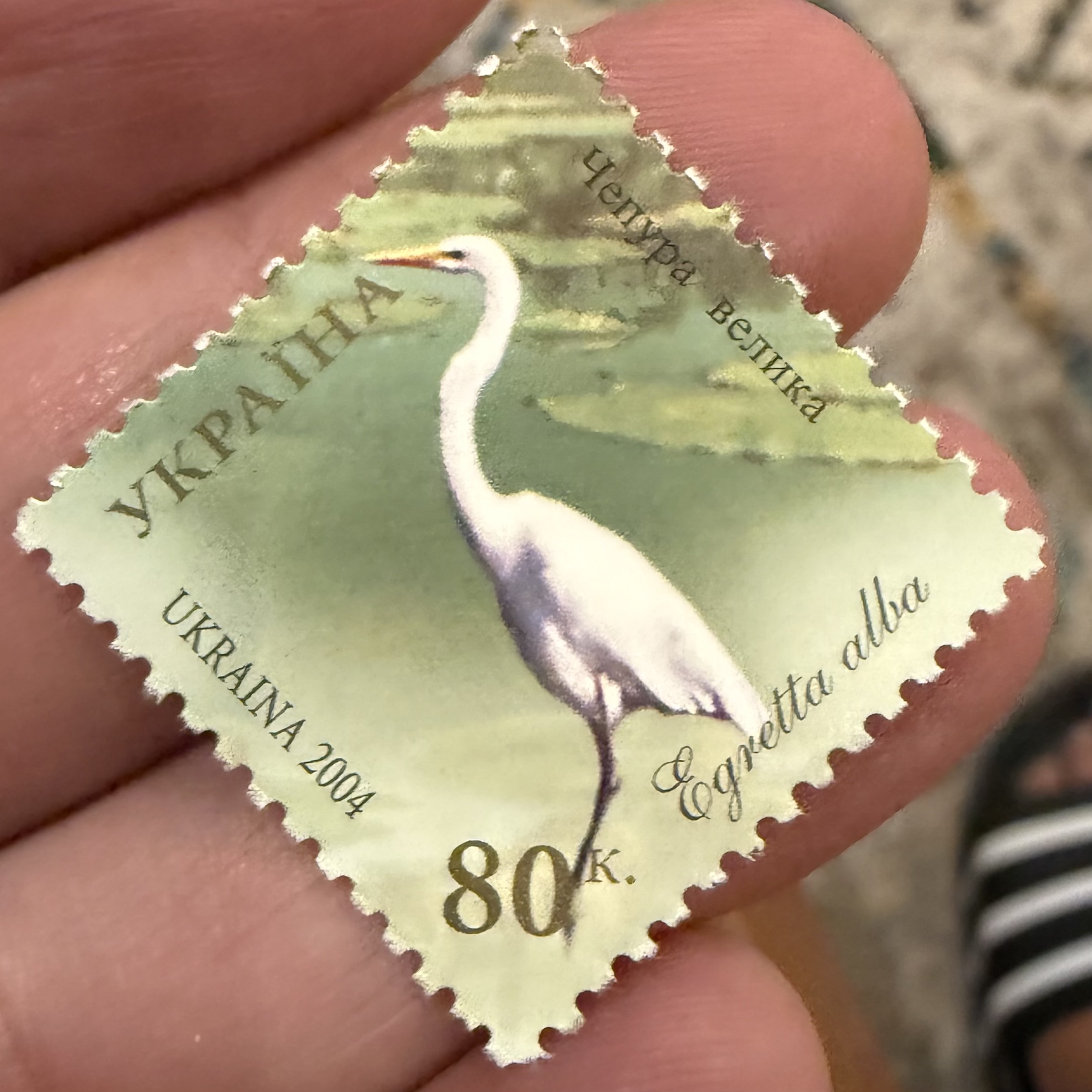 Great Egret (Ukraine)