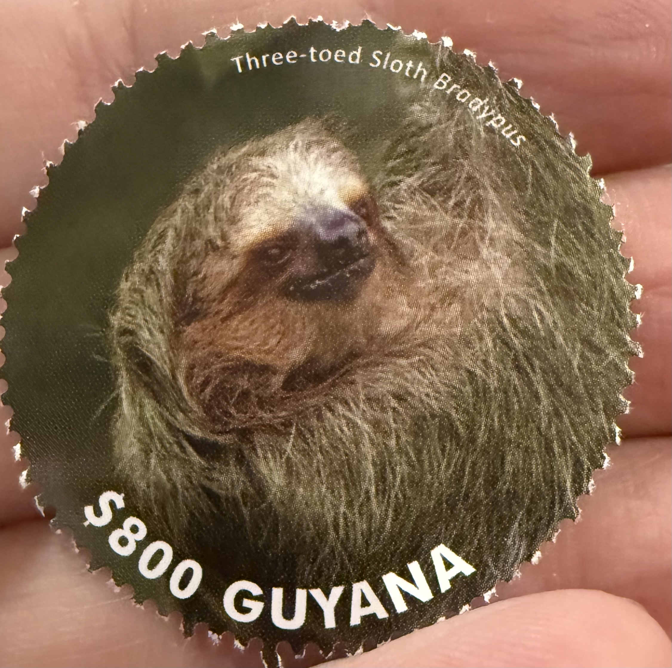 Sloth Guyana