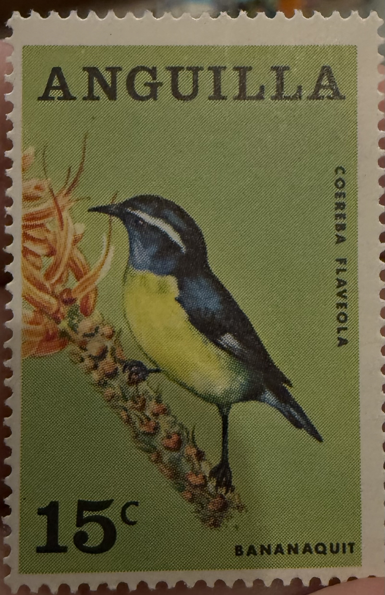 Anguilla Bananaquit