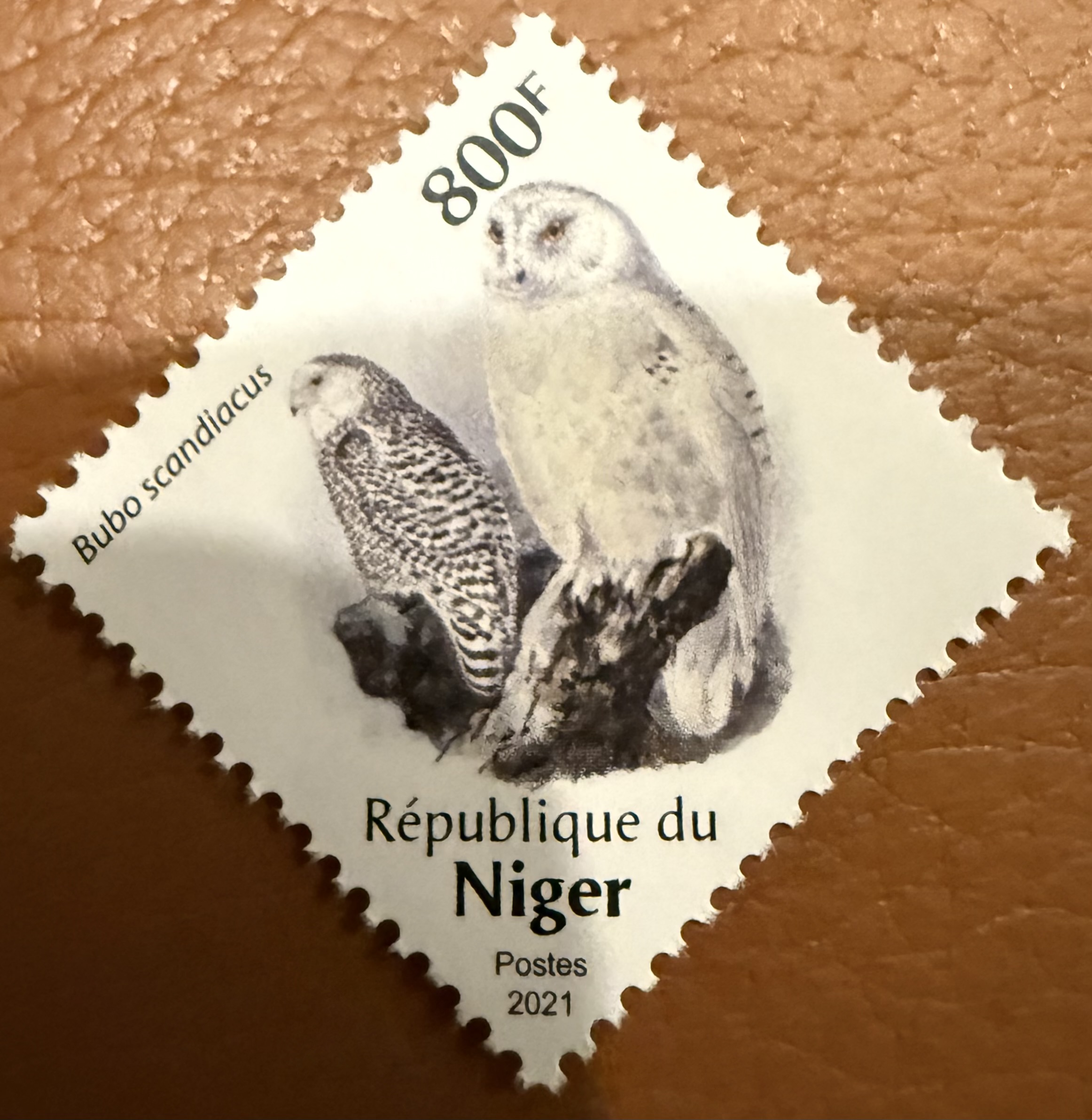 Niger Owl 8