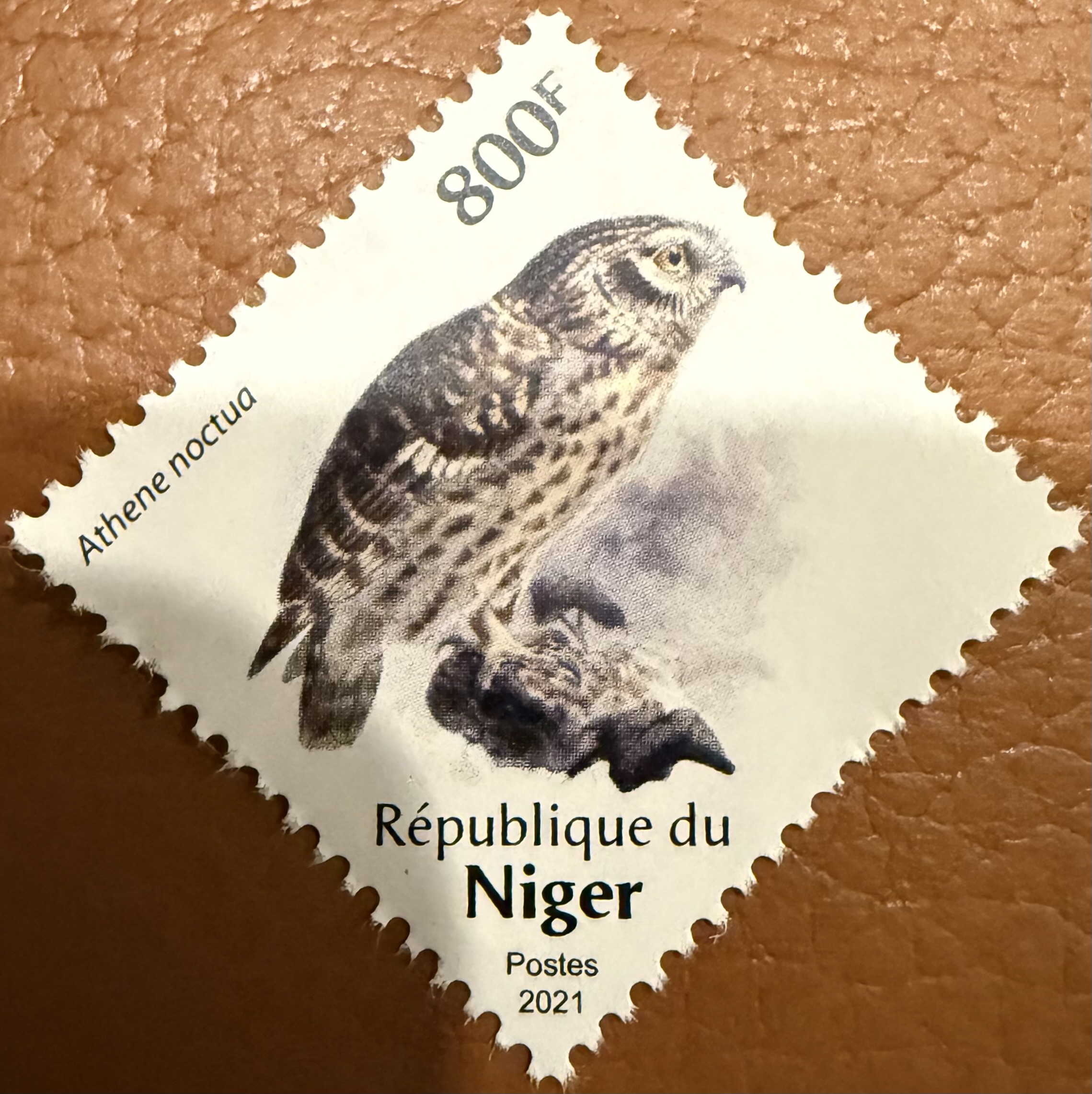 Niger Owl 7