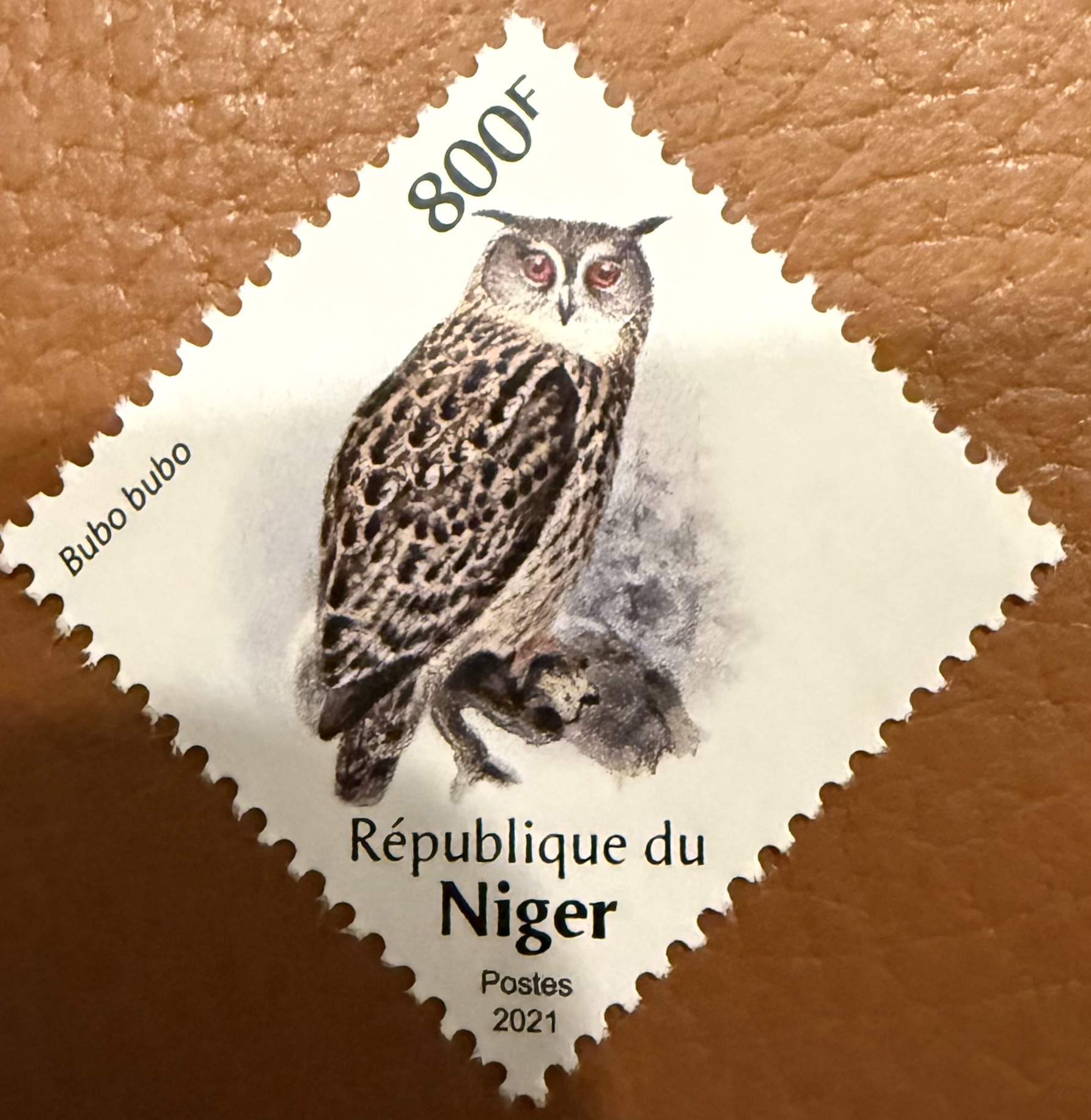 Niger Owl 6