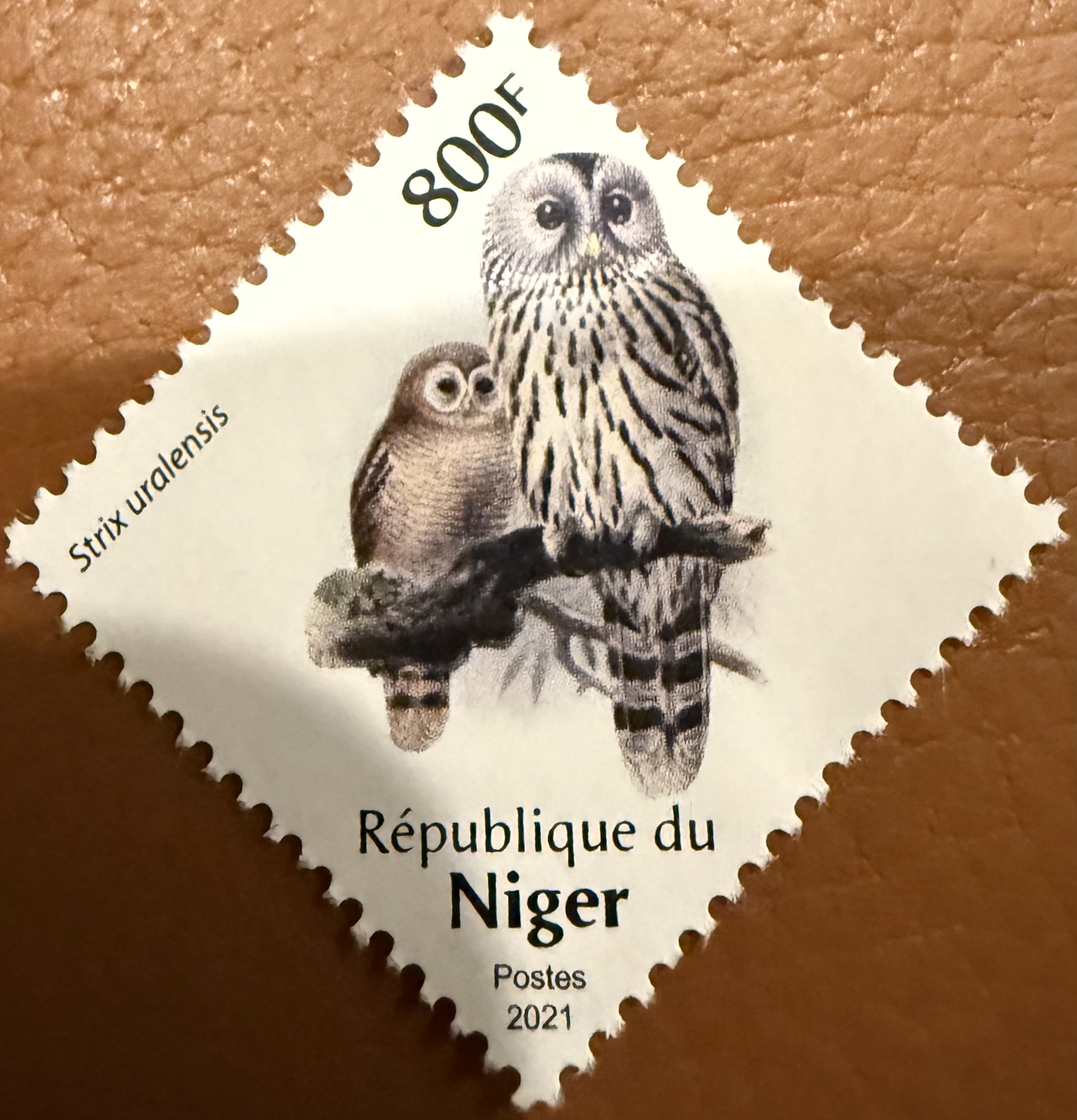 Niger Owl 5