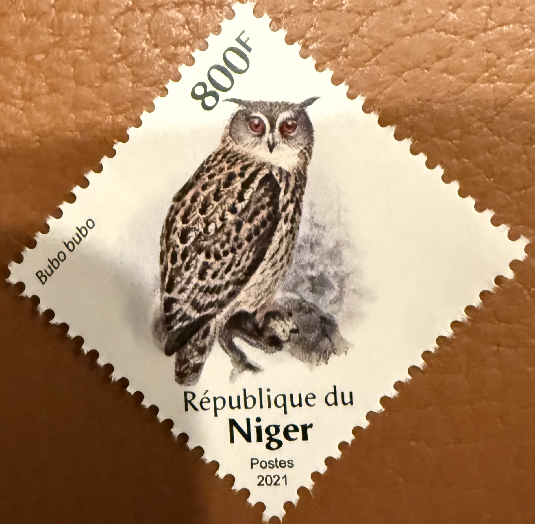 Niger Owl 4