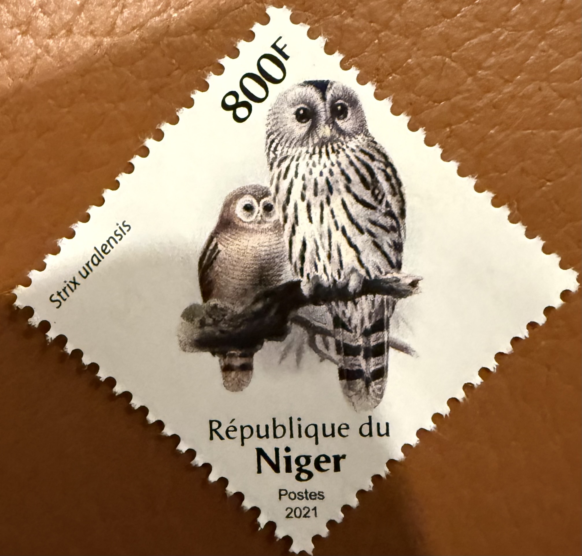 Niger Owl 3