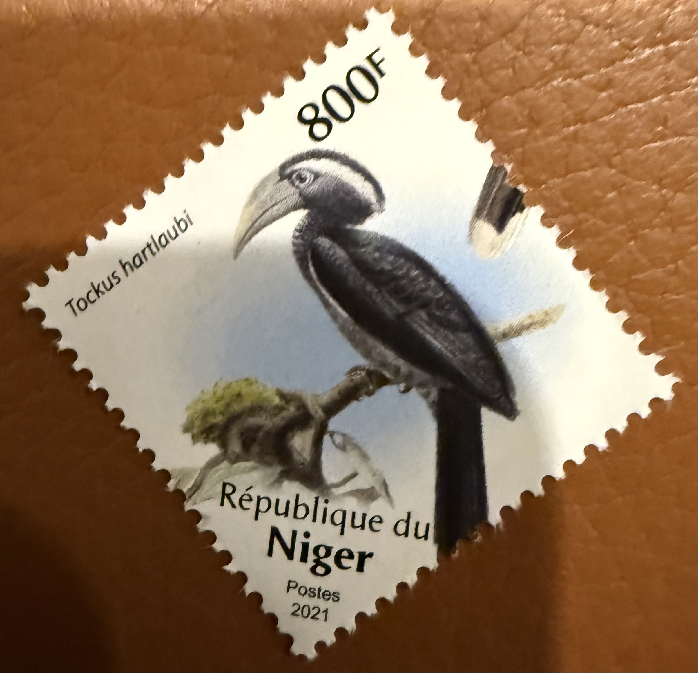 Western Dwarf Hornbill