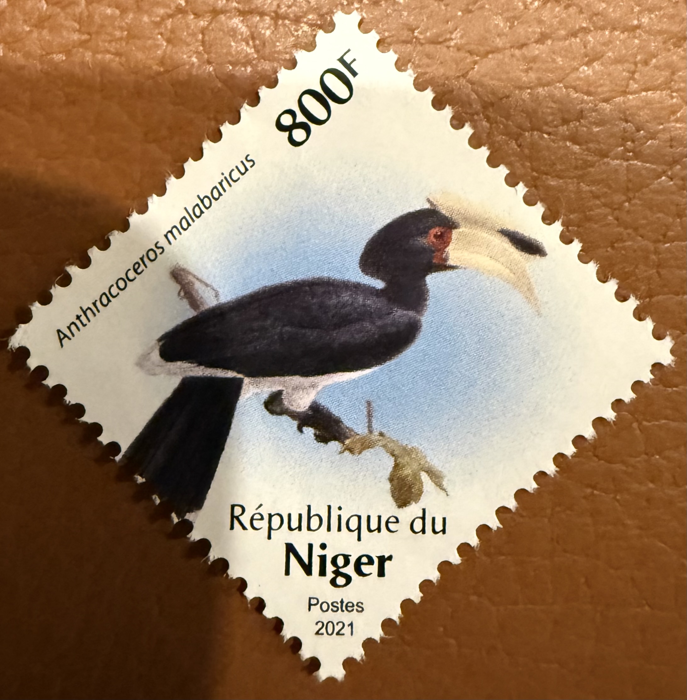 Niger Hornbill 3