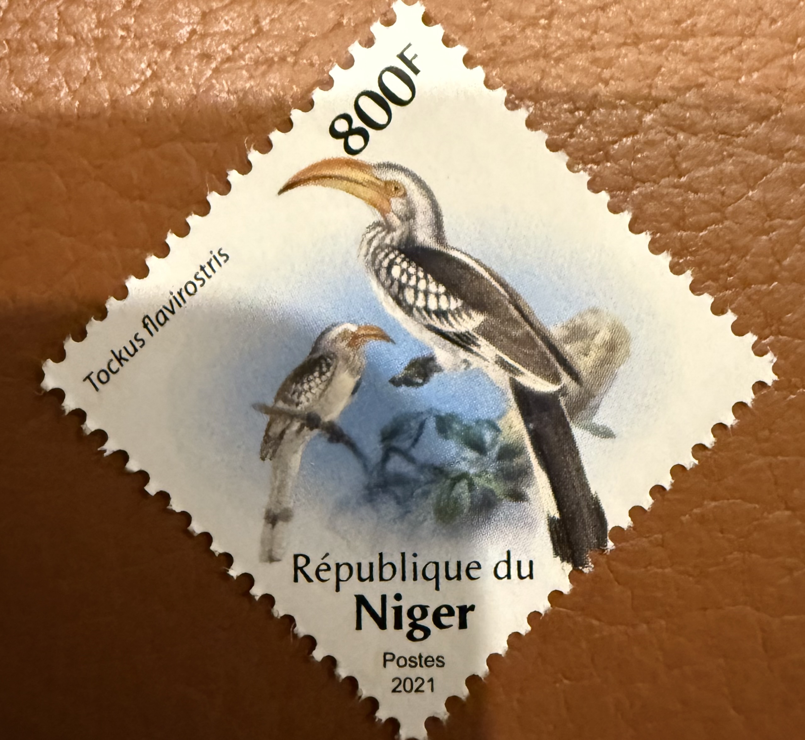 Eastern Yellow Billed Hornbill