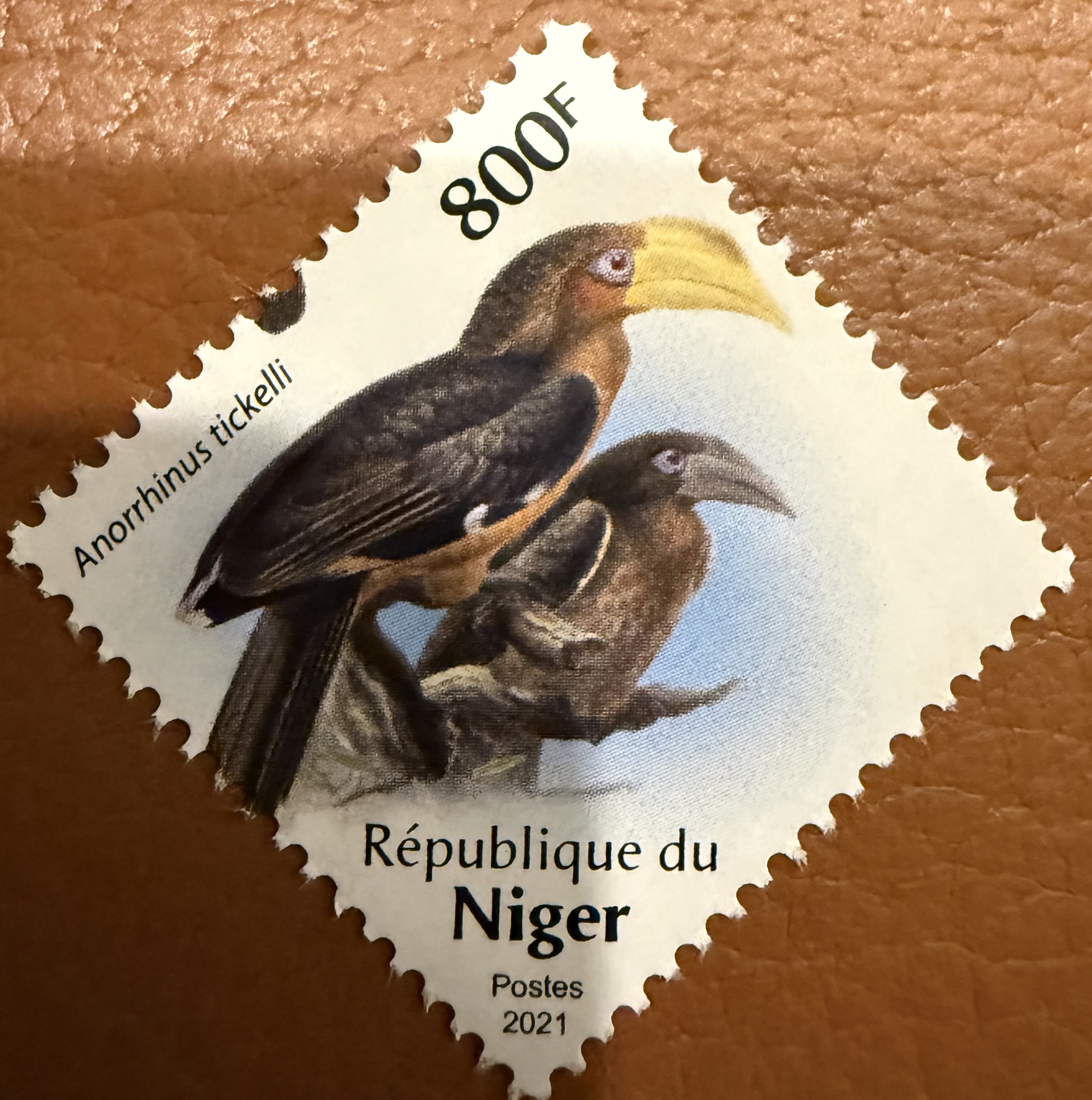 Tickel’s Hornbill