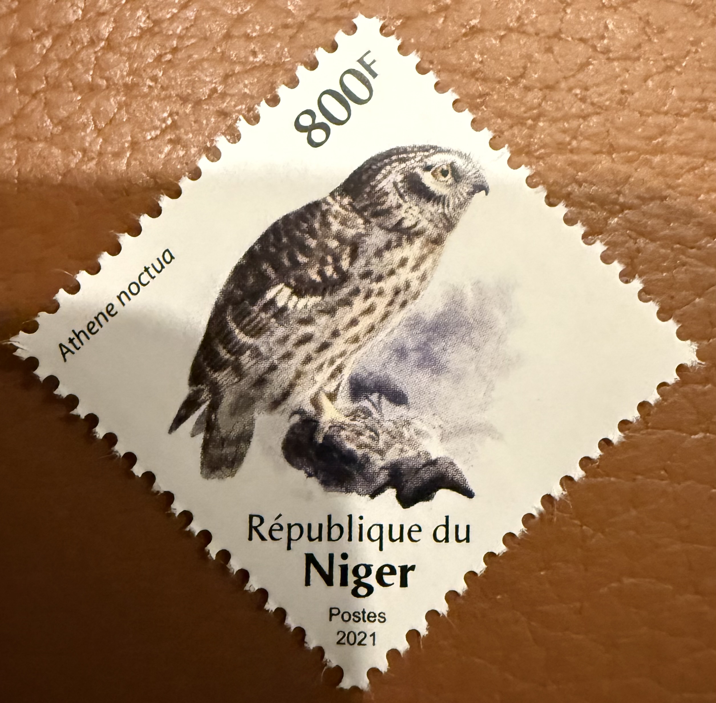 Niger Owl 2